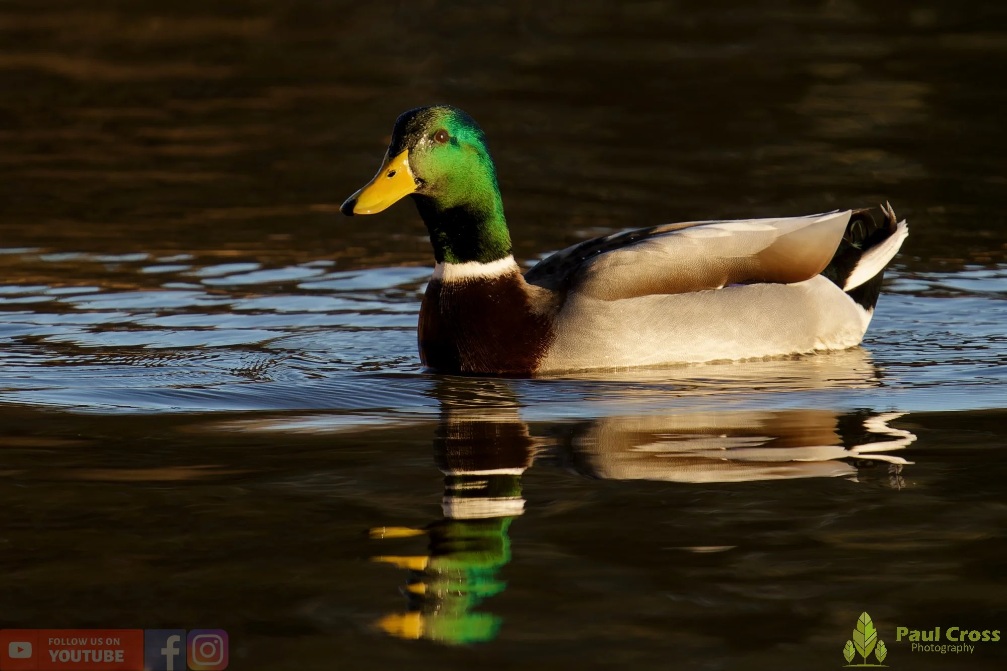 Mallard Duck-01179.jpg