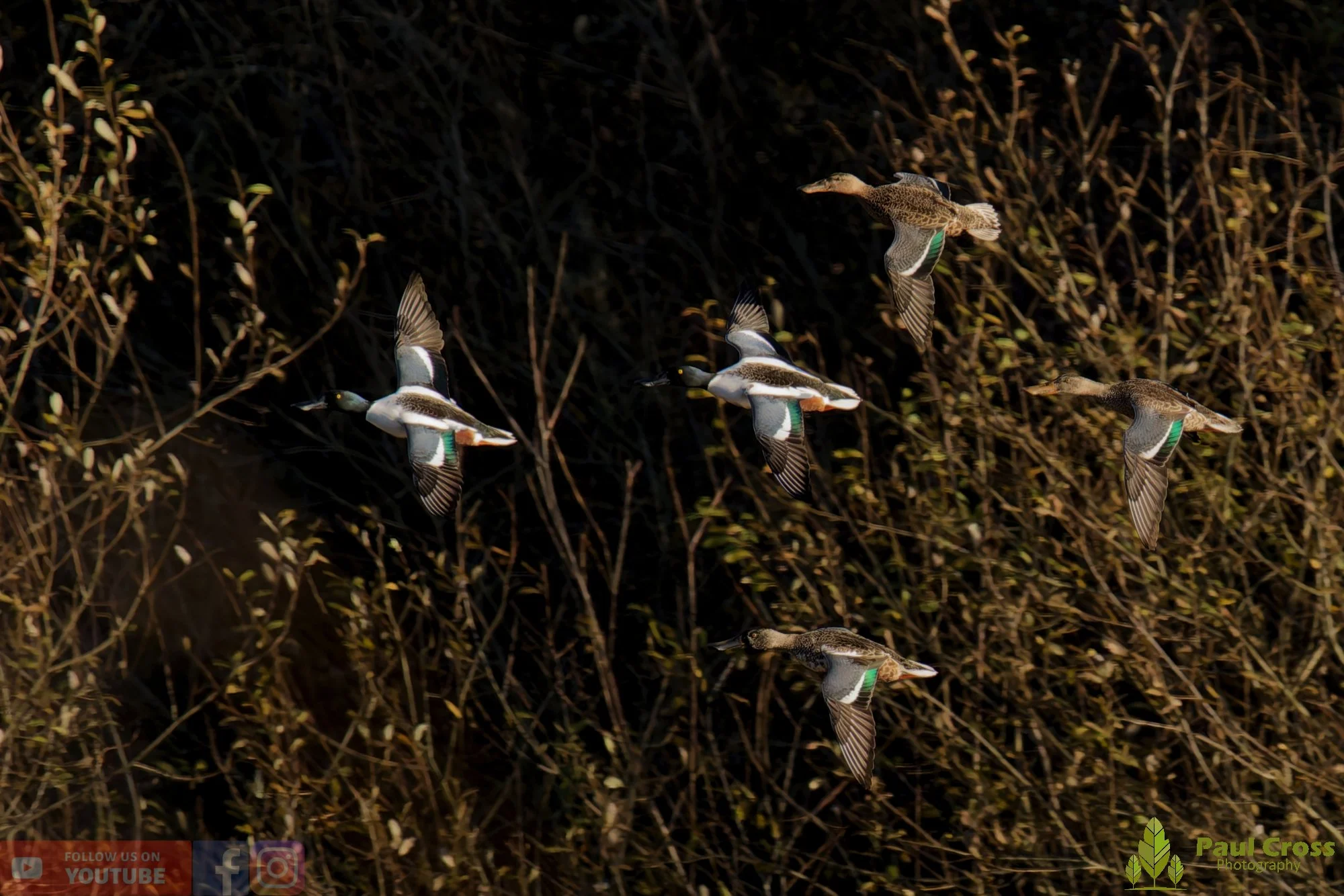 Northern Shoveler-01148.jpg