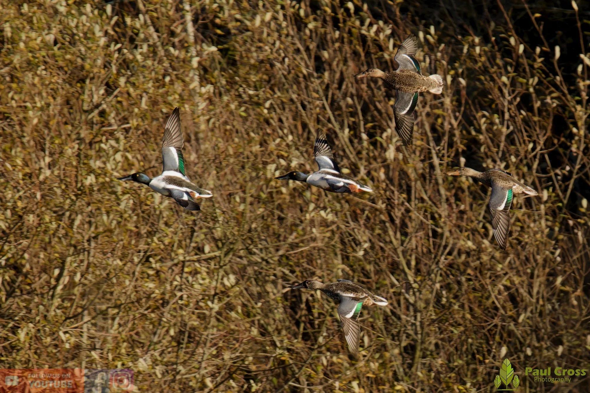 Northern Shoveler-01149.jpg