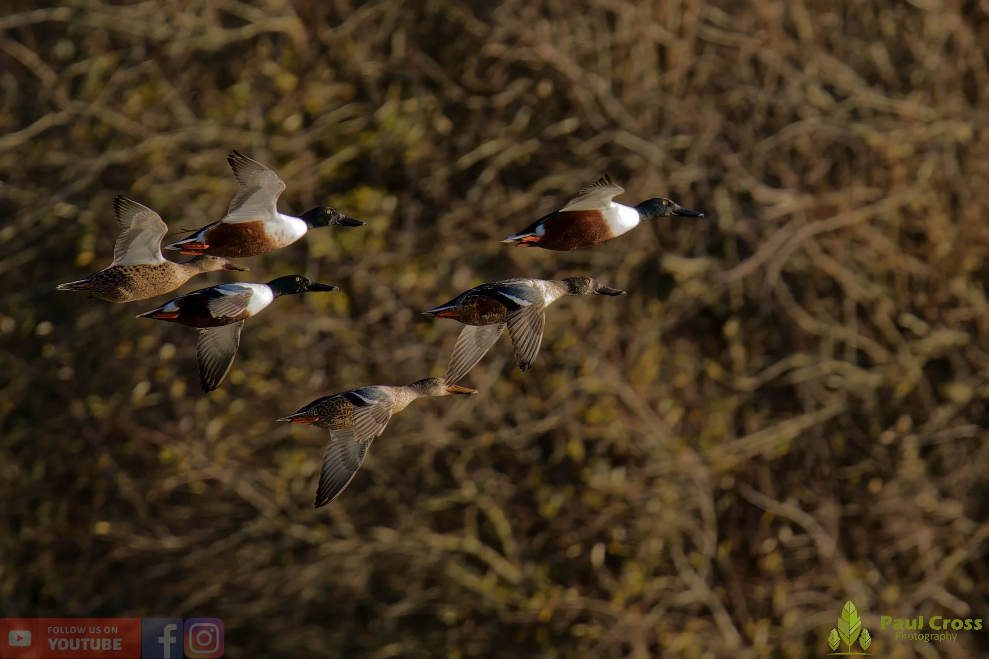 Northern Shoveler-01150.jpg