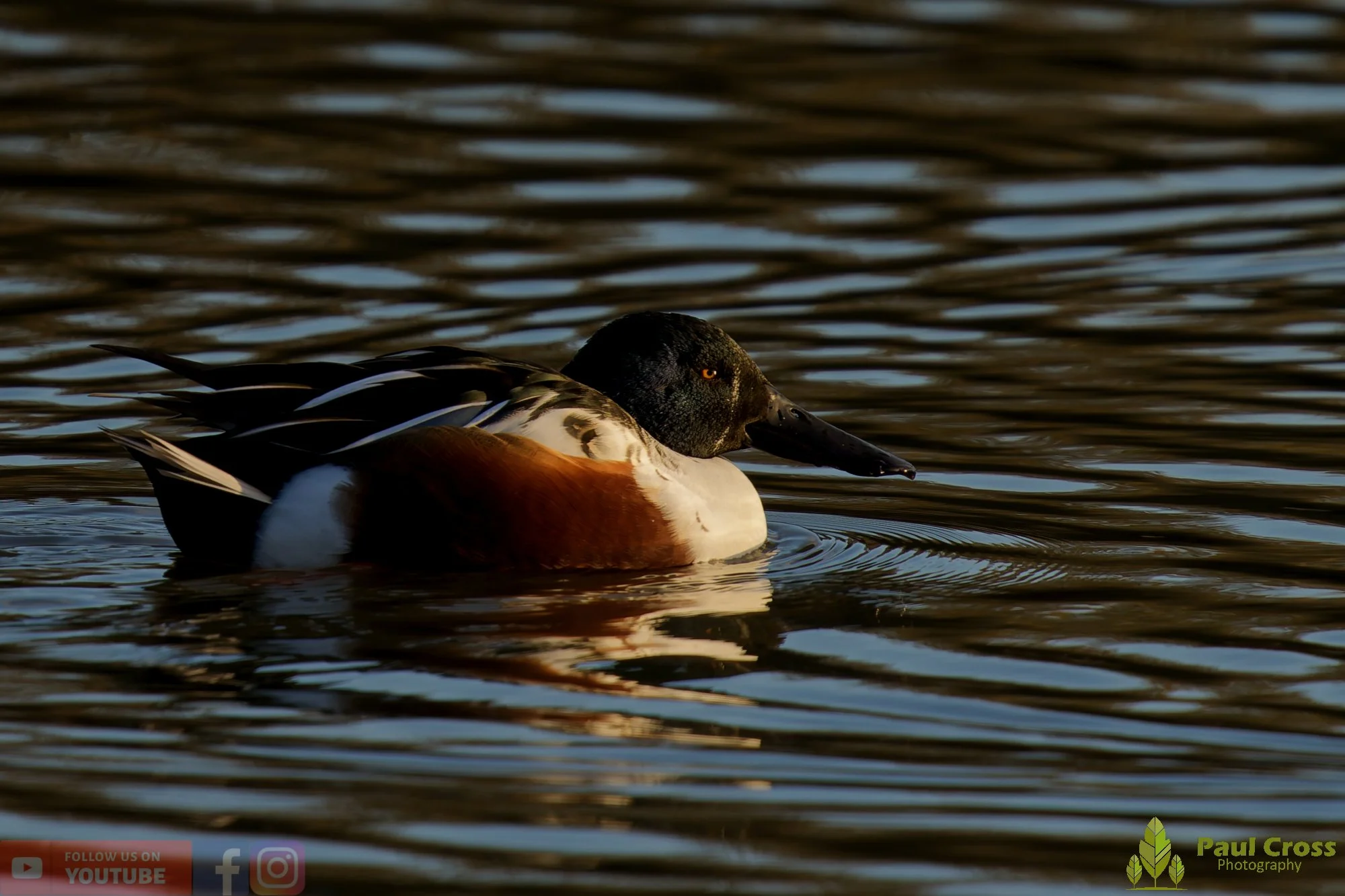 Northern Shoveler-01151.jpg