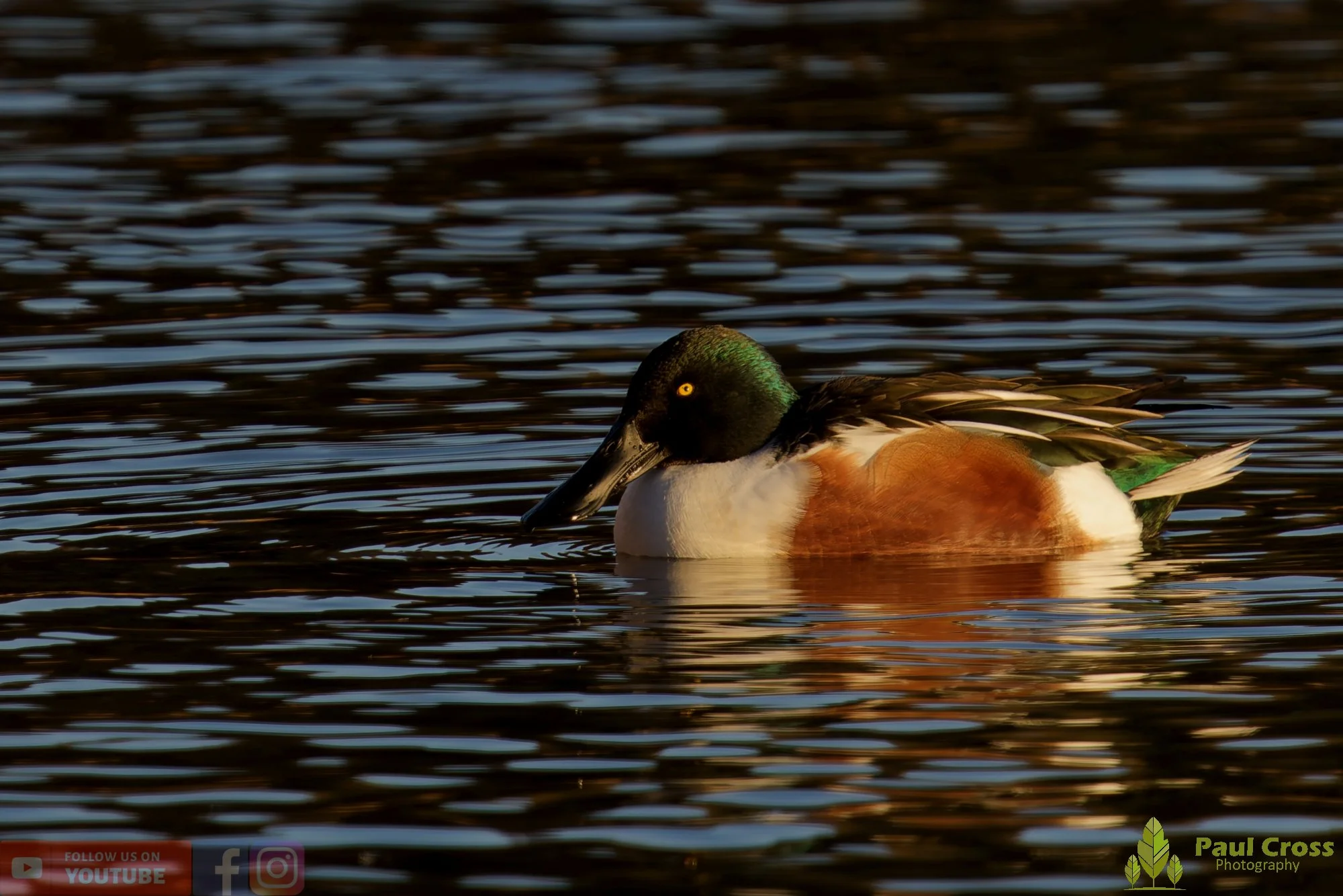 Northern Shoveler-01152.jpg