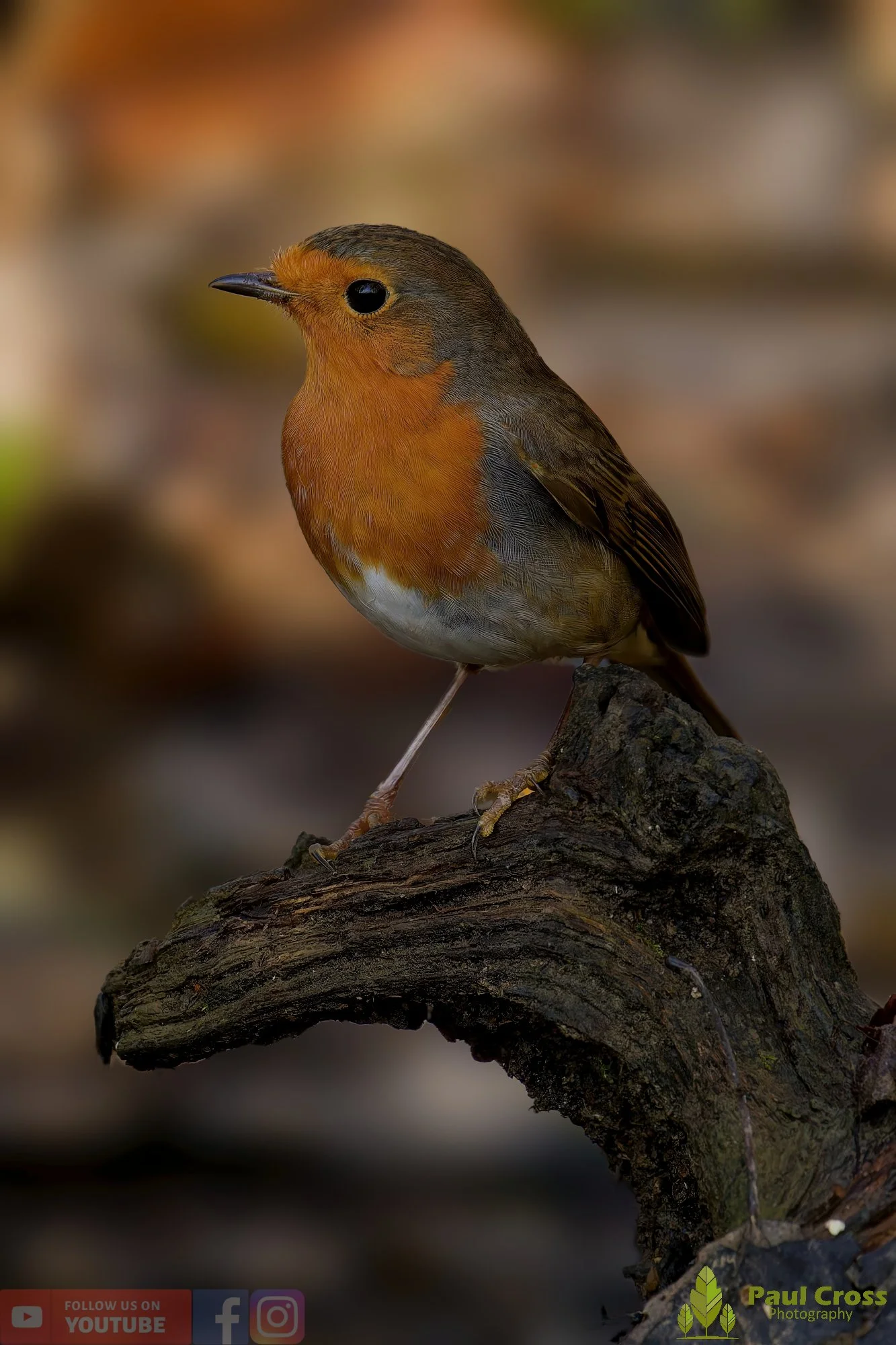 Robin-00297.jpg