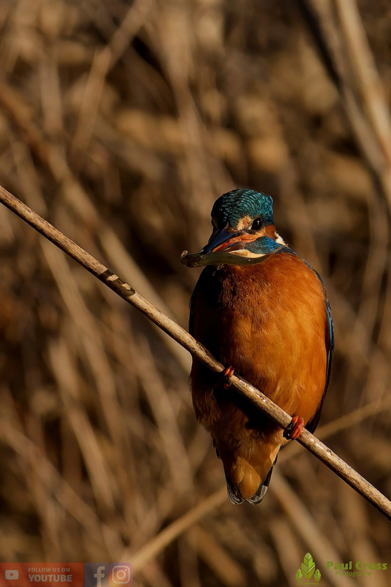 Kingfisher-00698.jpg