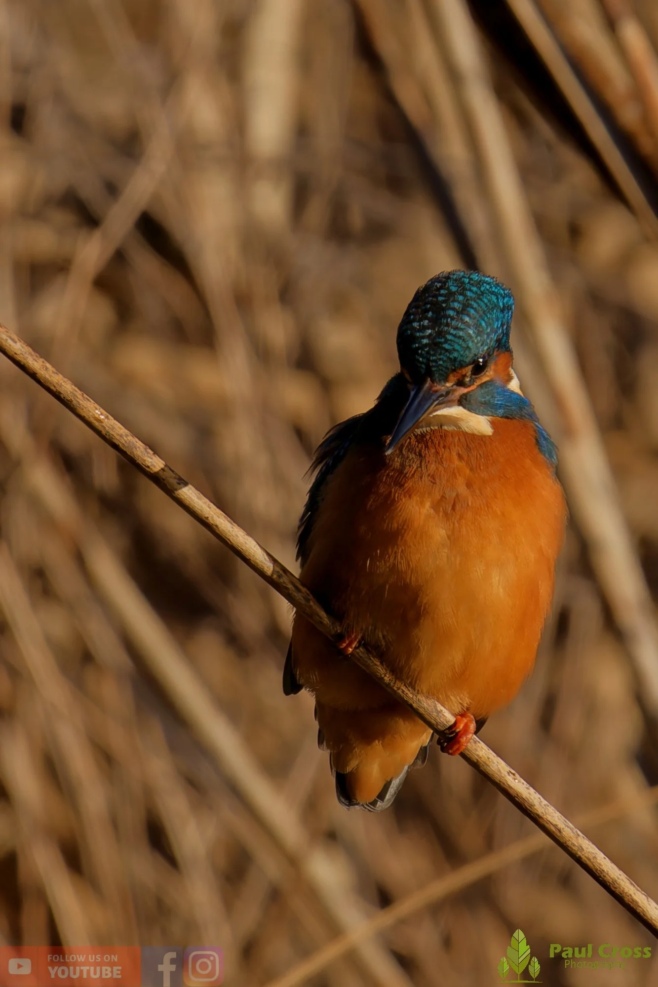 Kingfisher-00699.jpg