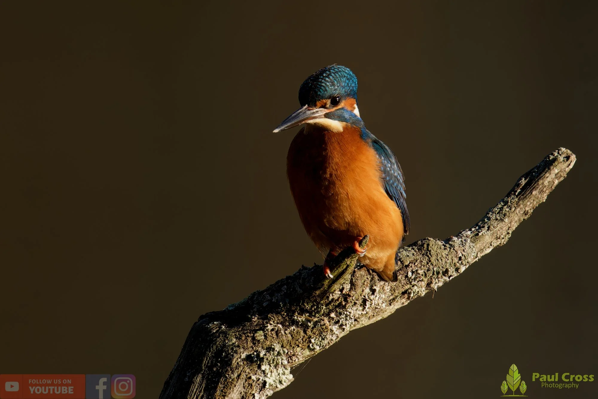 Kingfisher-00700.jpg