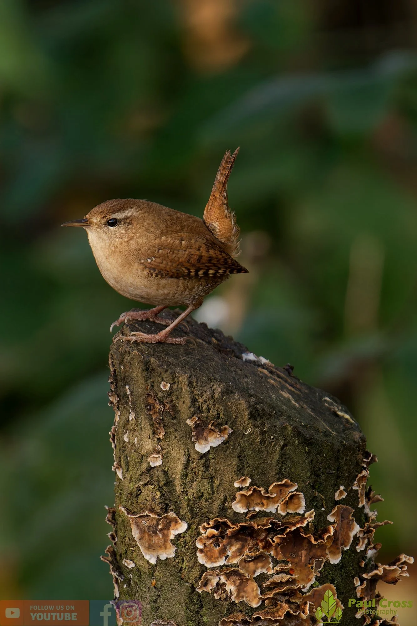 Wren-00363.jpg