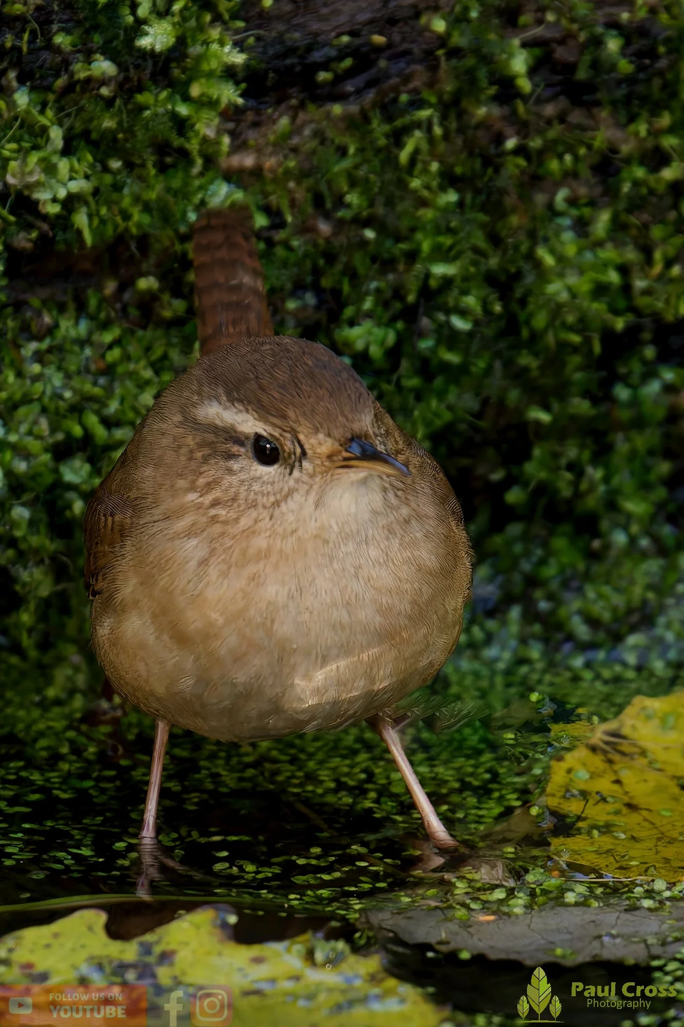 Wren-00366.jpg