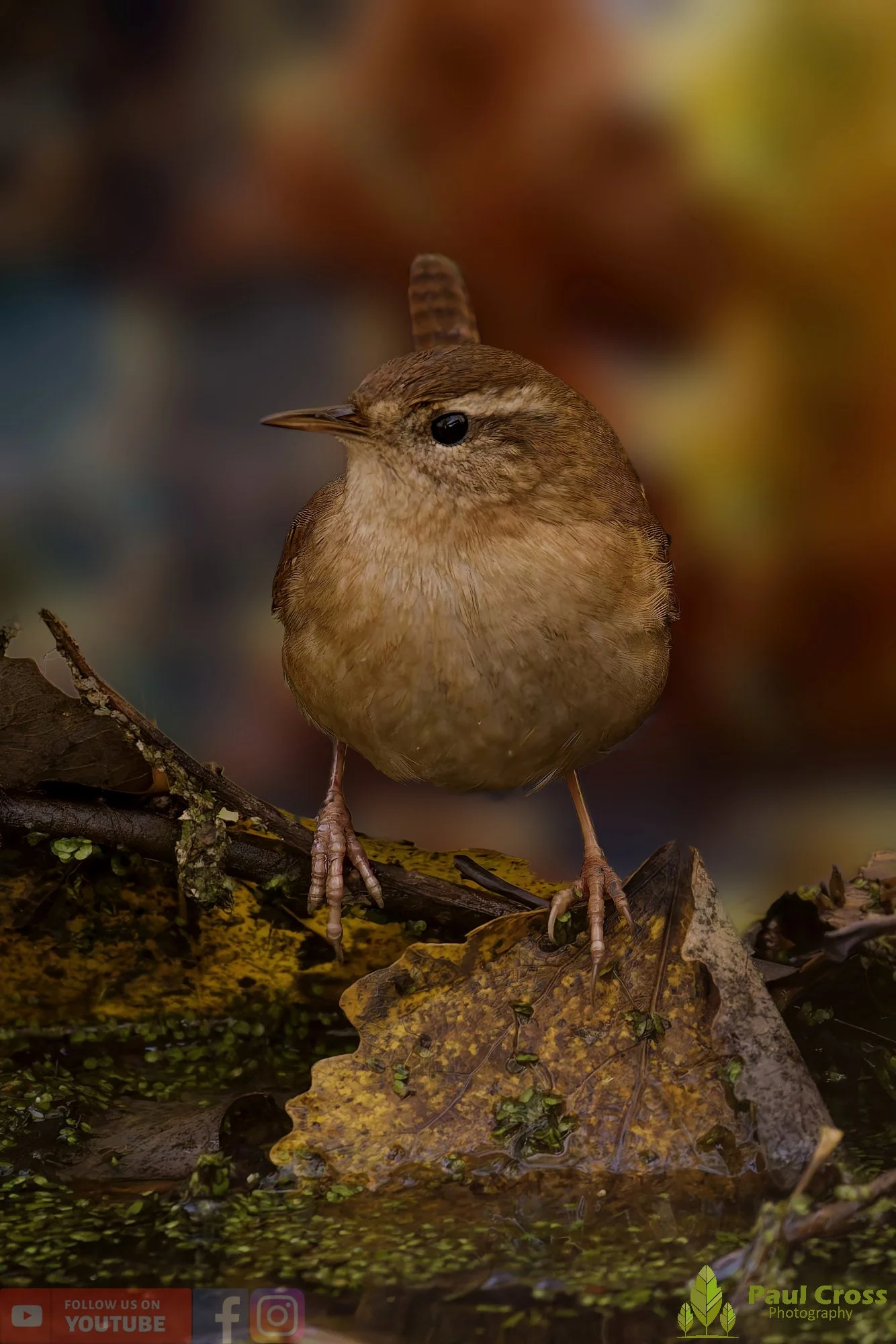 Wren-00367.jpg