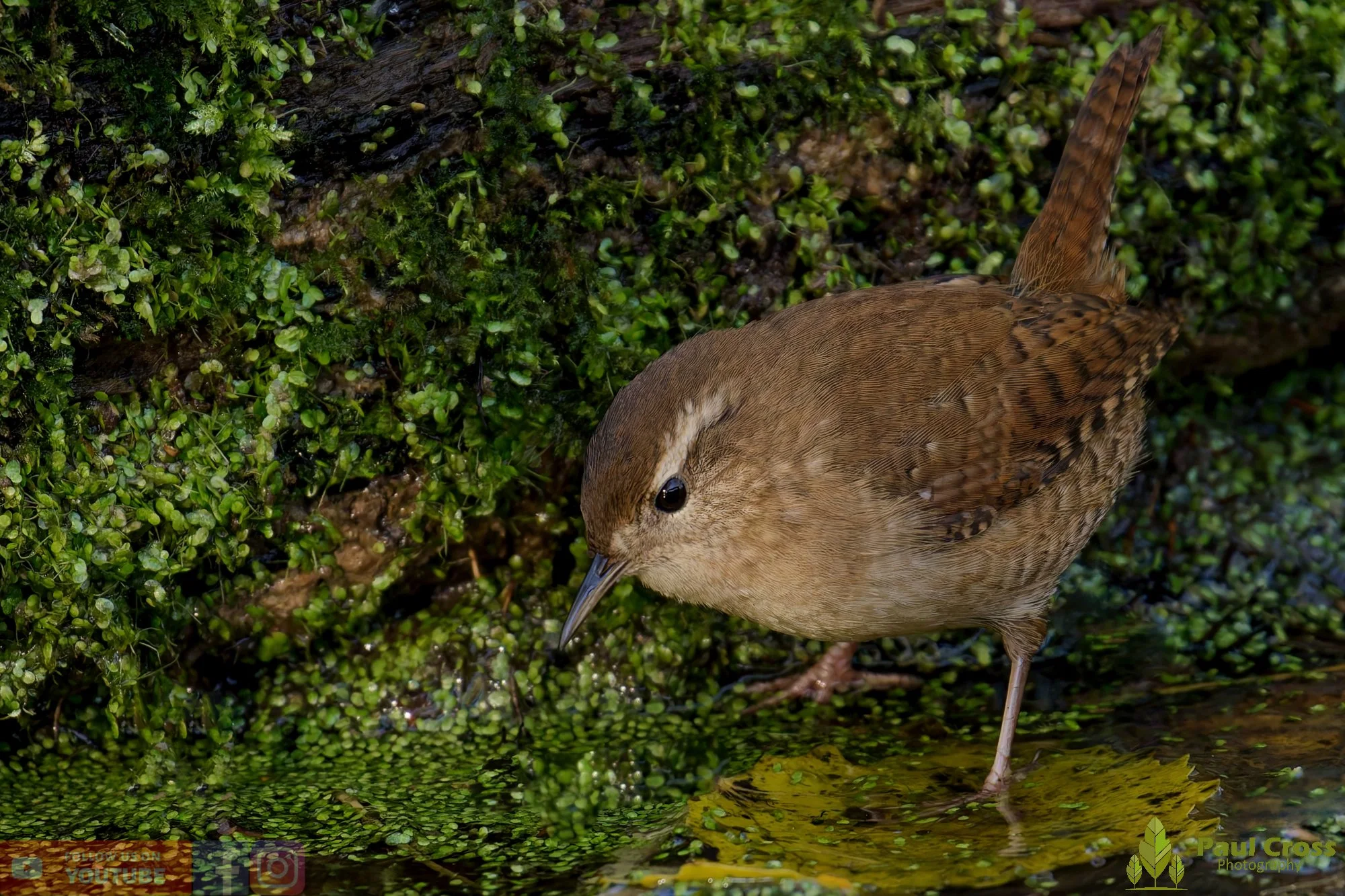 Wren-00368.jpg