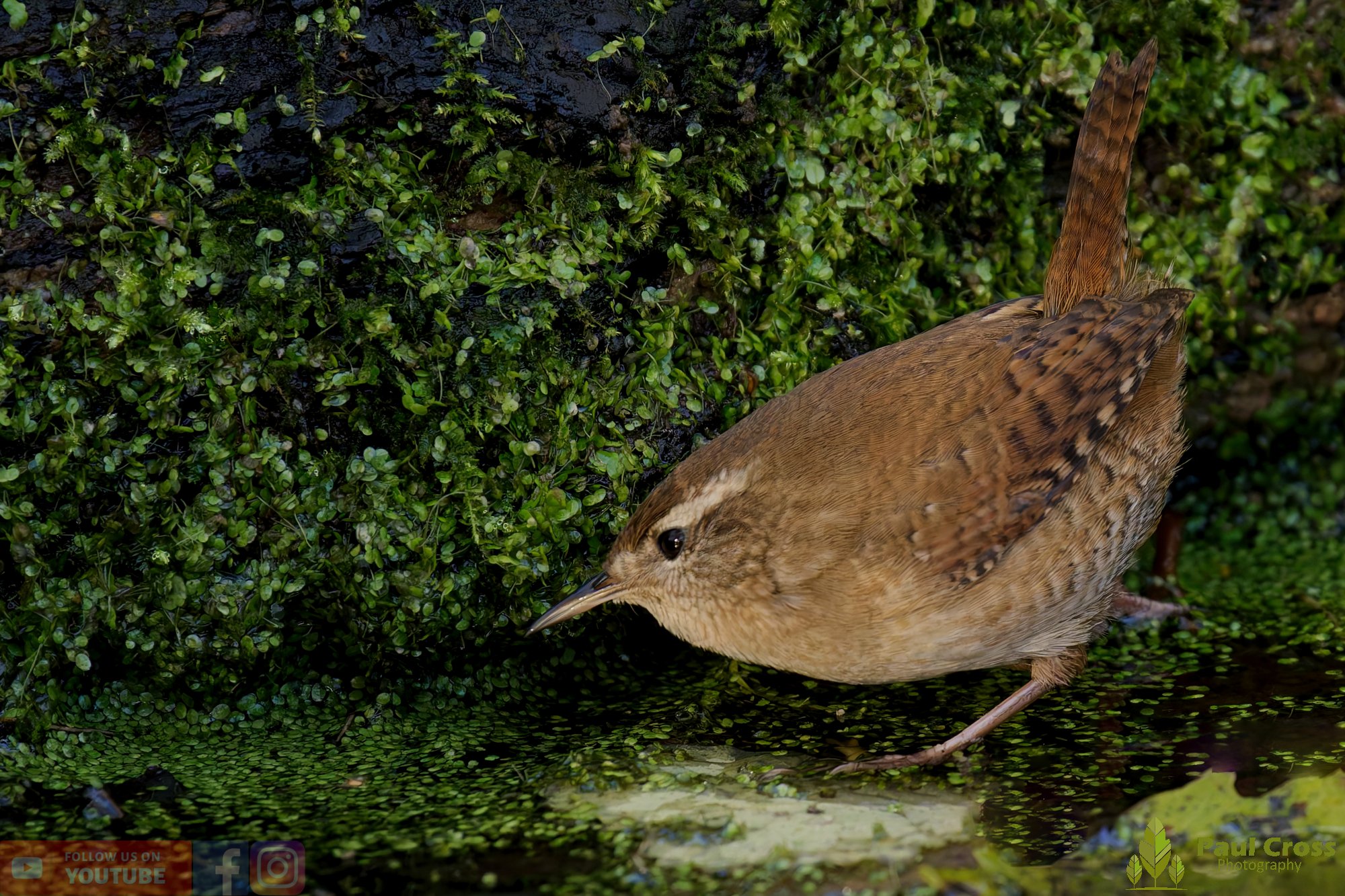 Wren-00369.jpg
