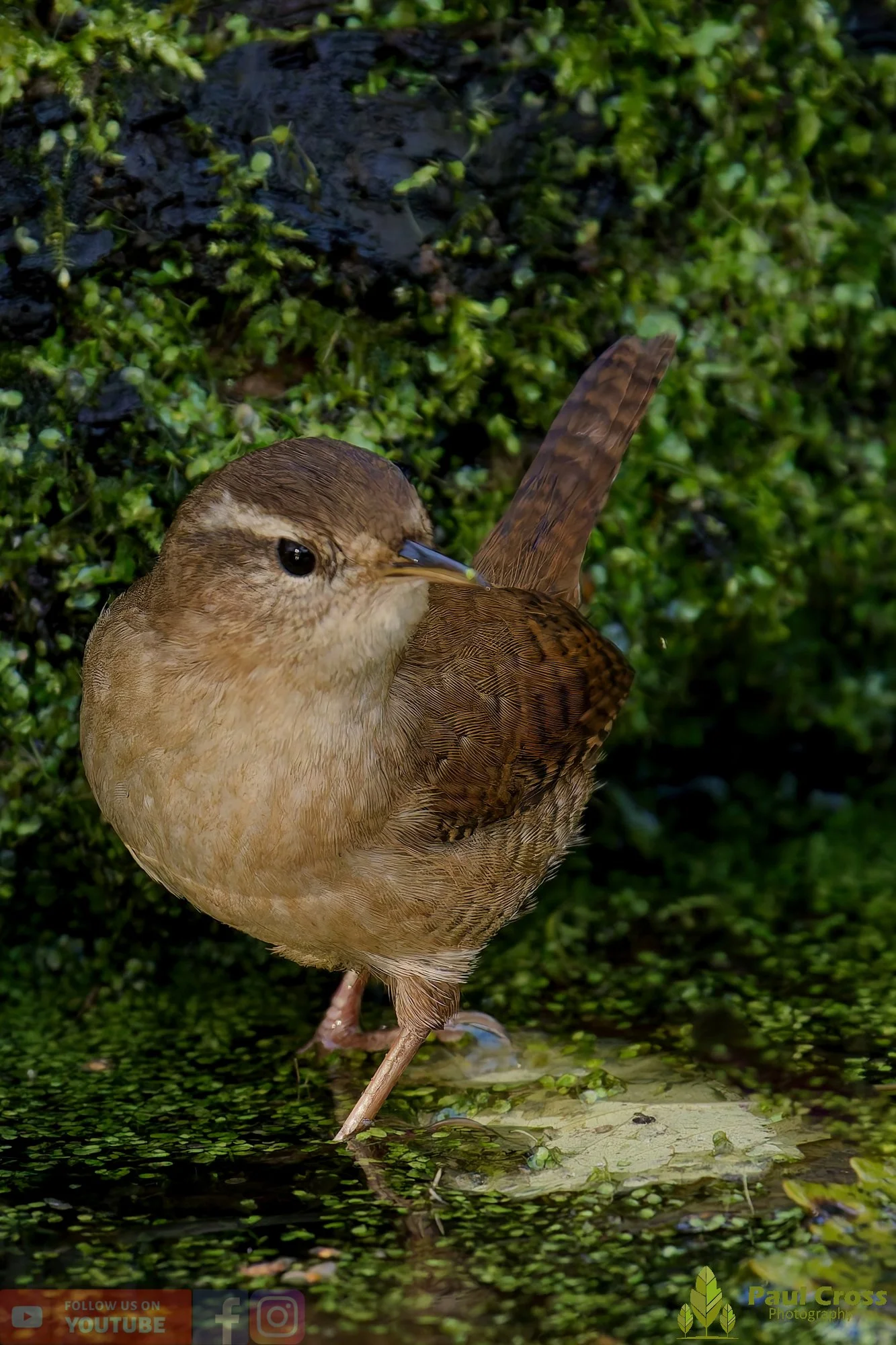 Wren-00370.jpg