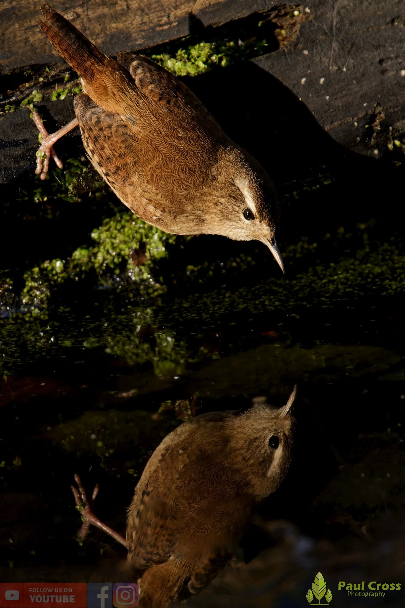 Wren-00371.jpg