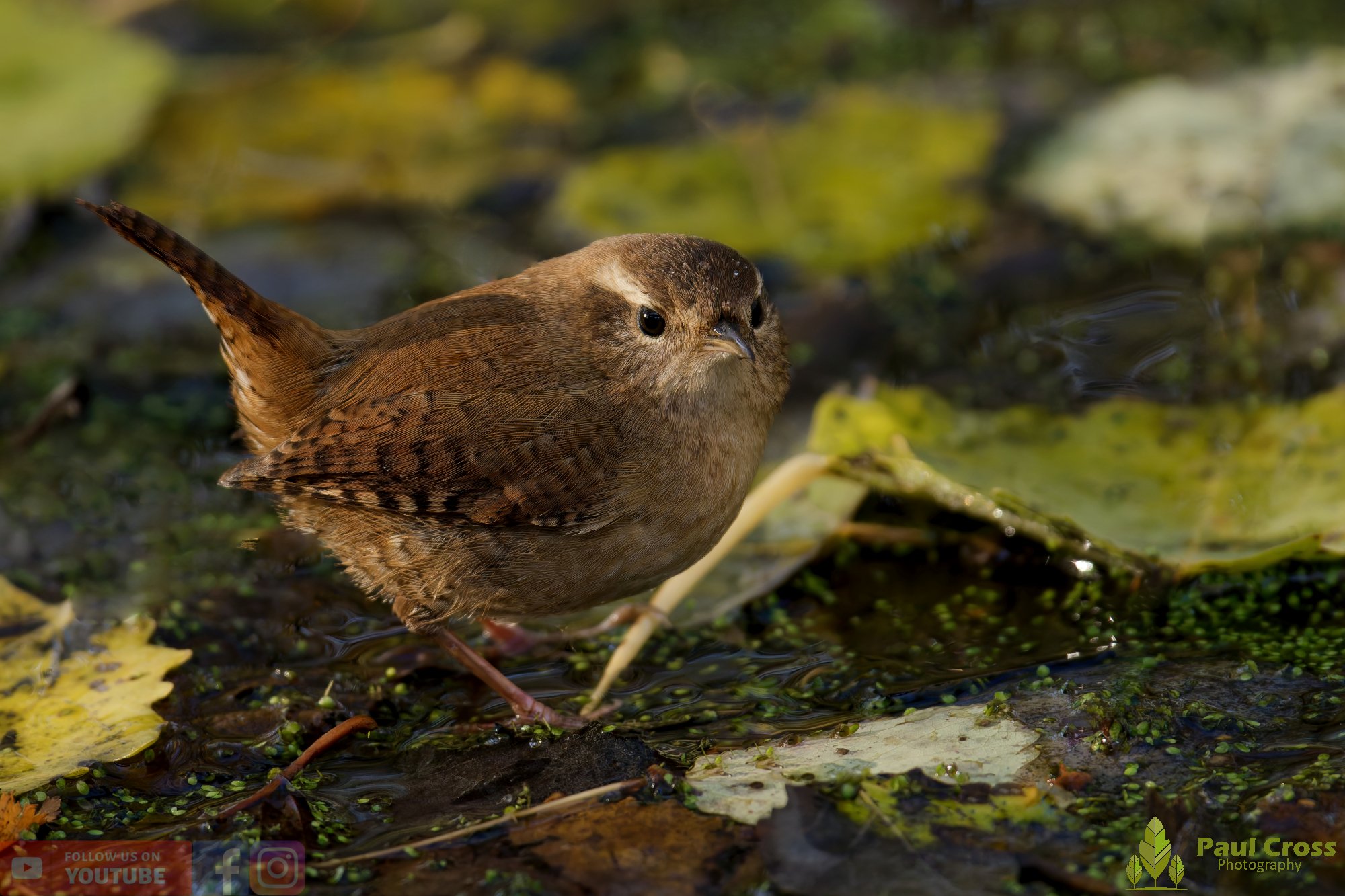 Wren-00375.jpg