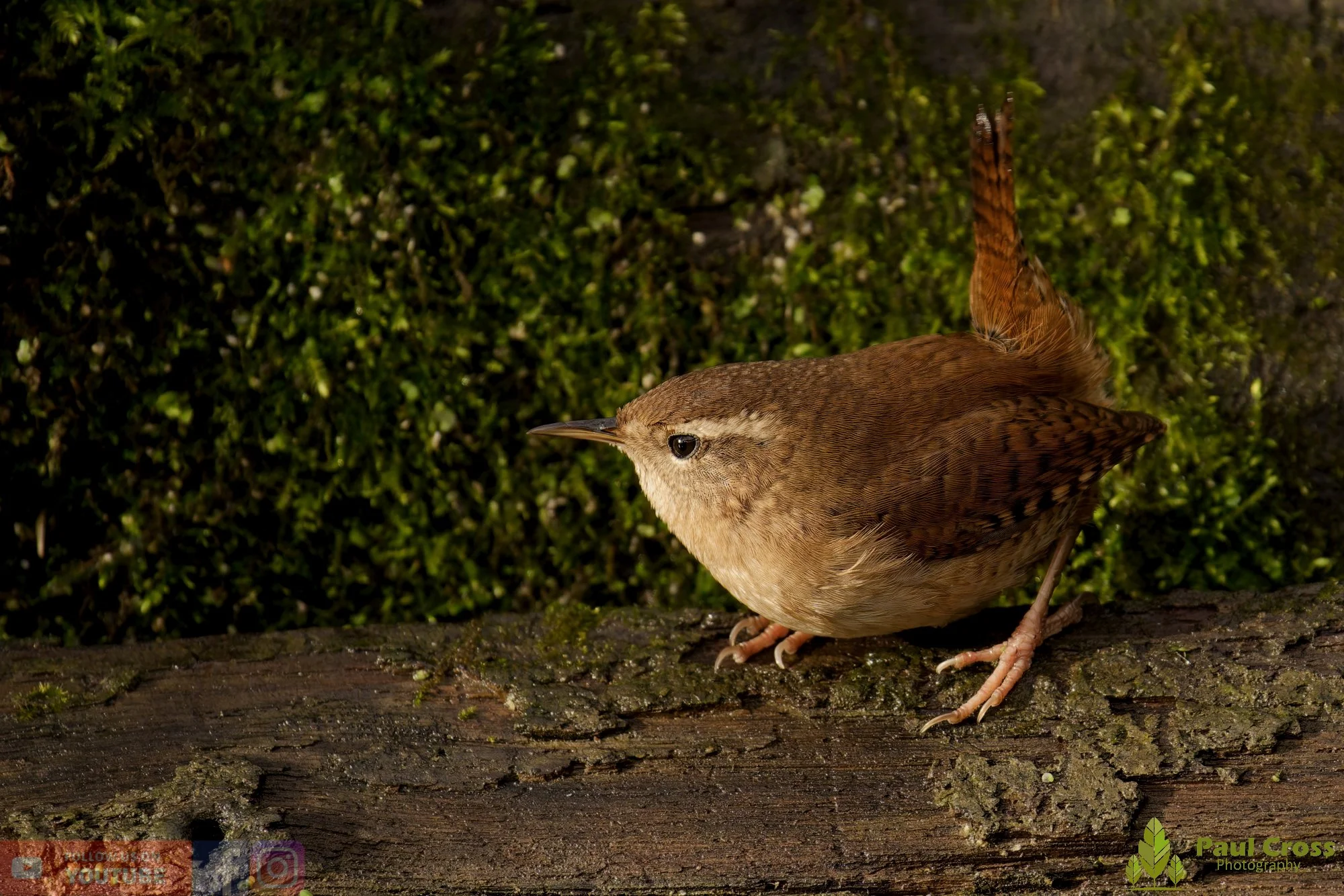 Wren-00376.jpg