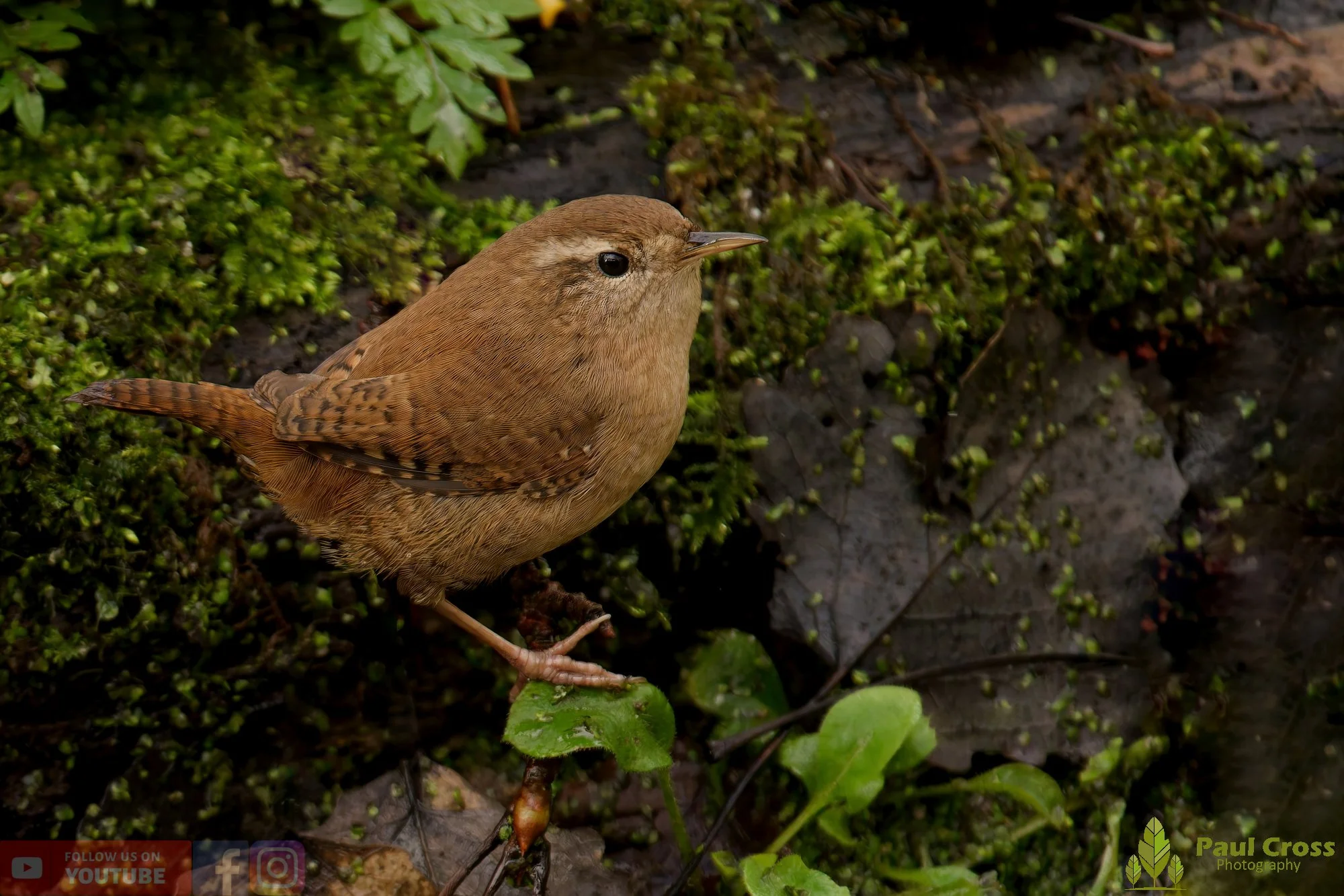 Wren-00382.jpg