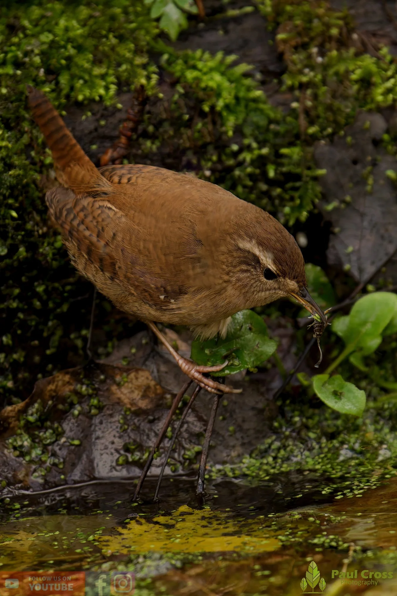 Wren-00383.jpg