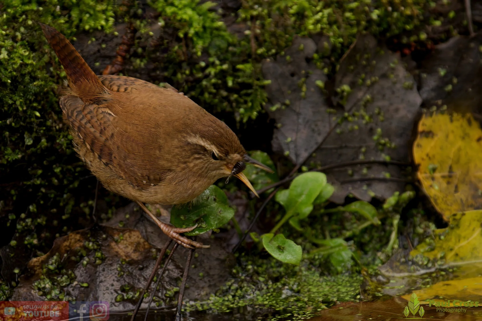 Wren-00384.jpg