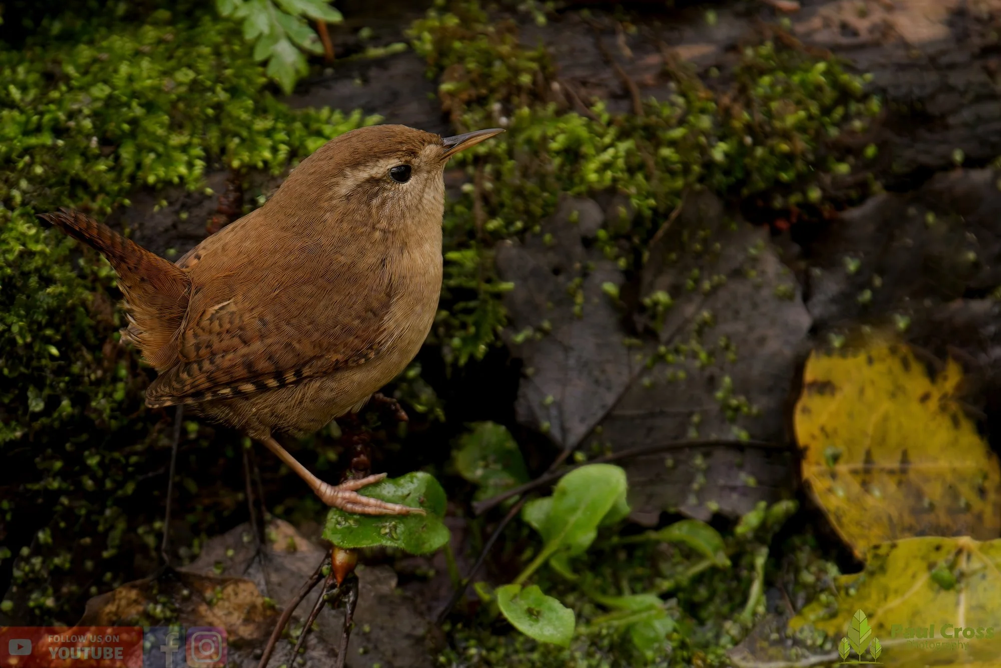 Wren-00386.jpg