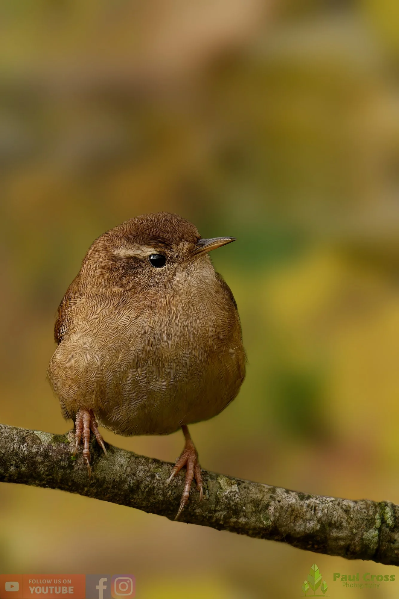 Wren-00387.jpg