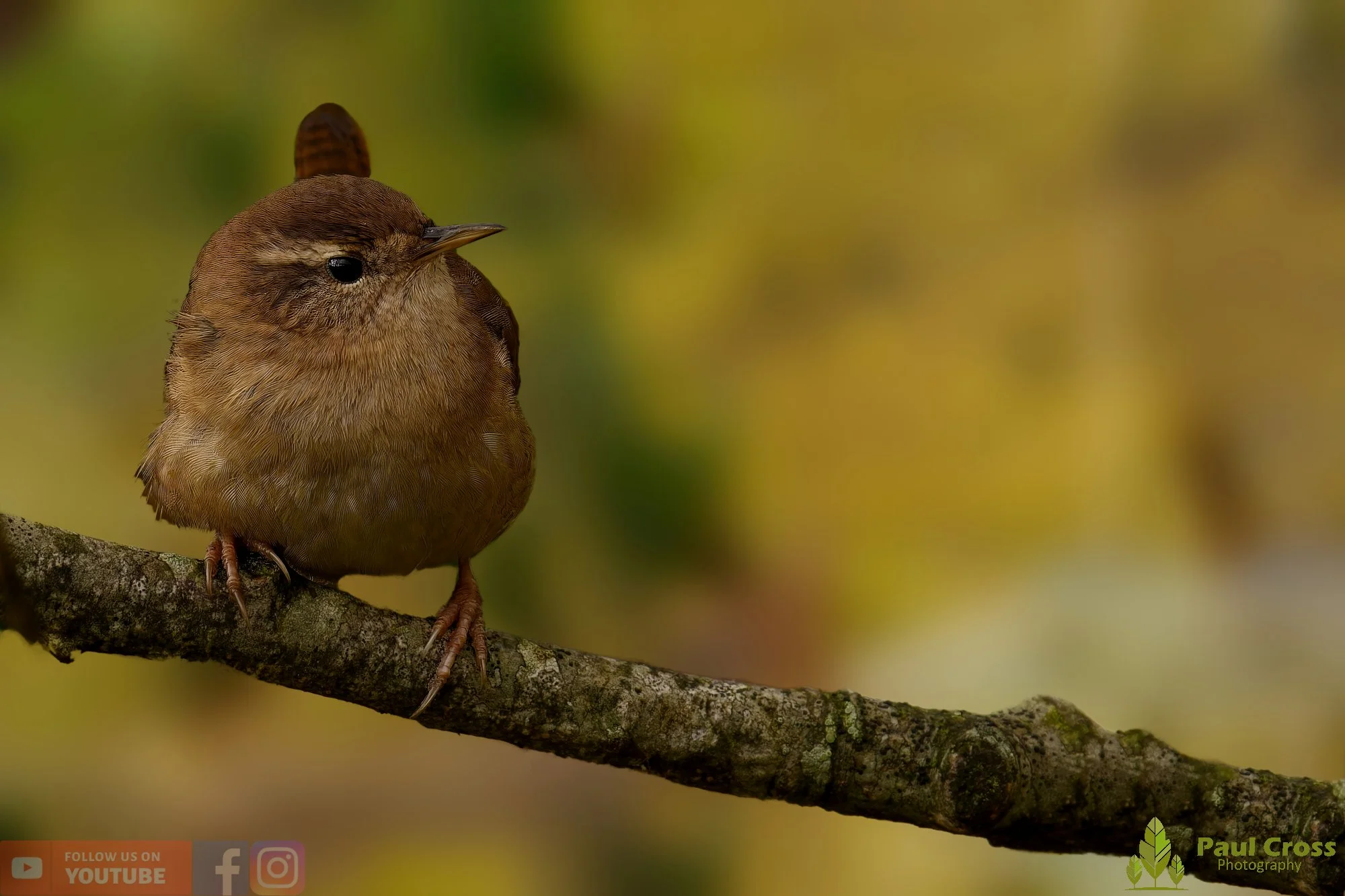 Wren-00389.jpg