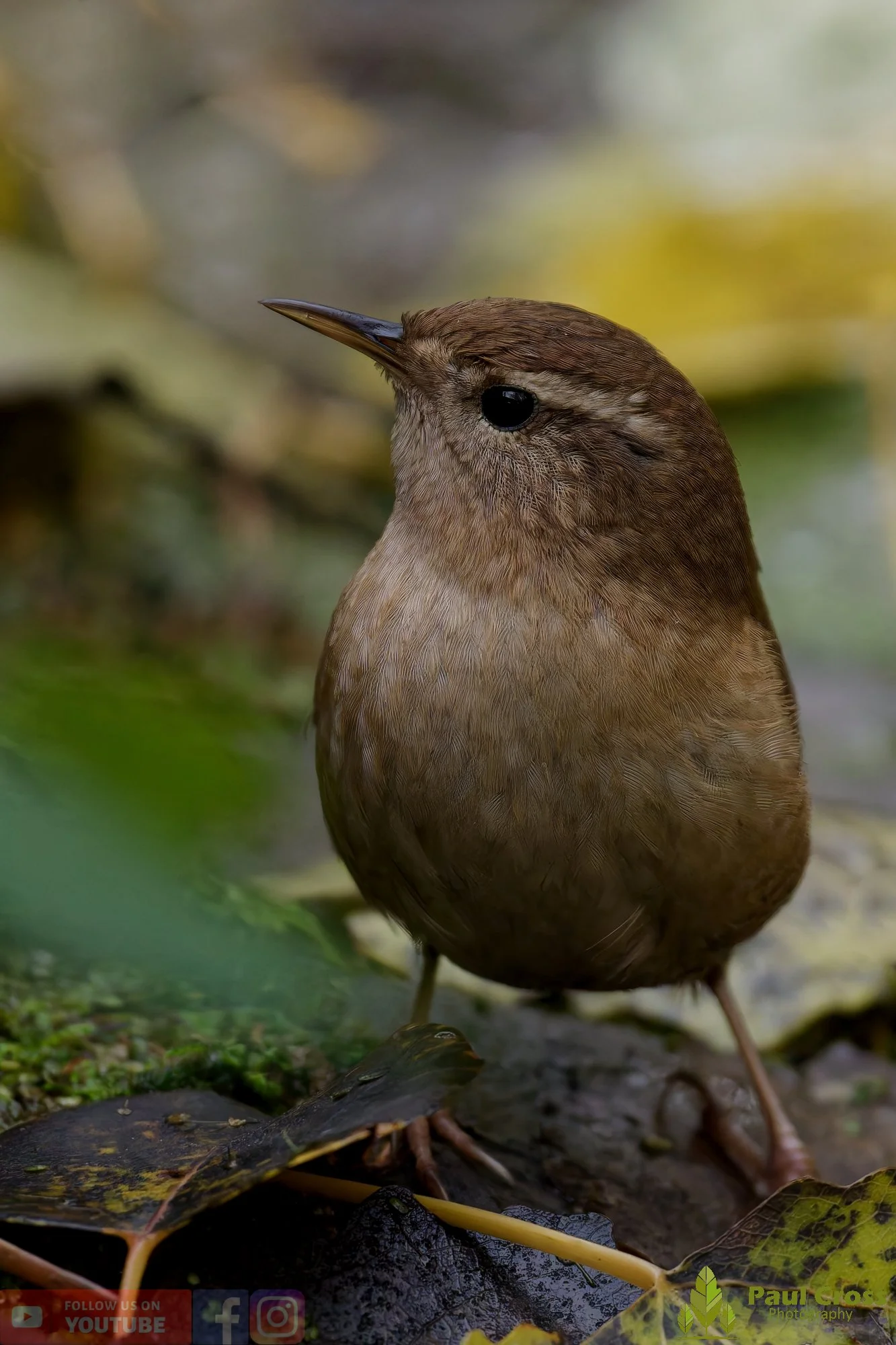 Wren-00390.jpg