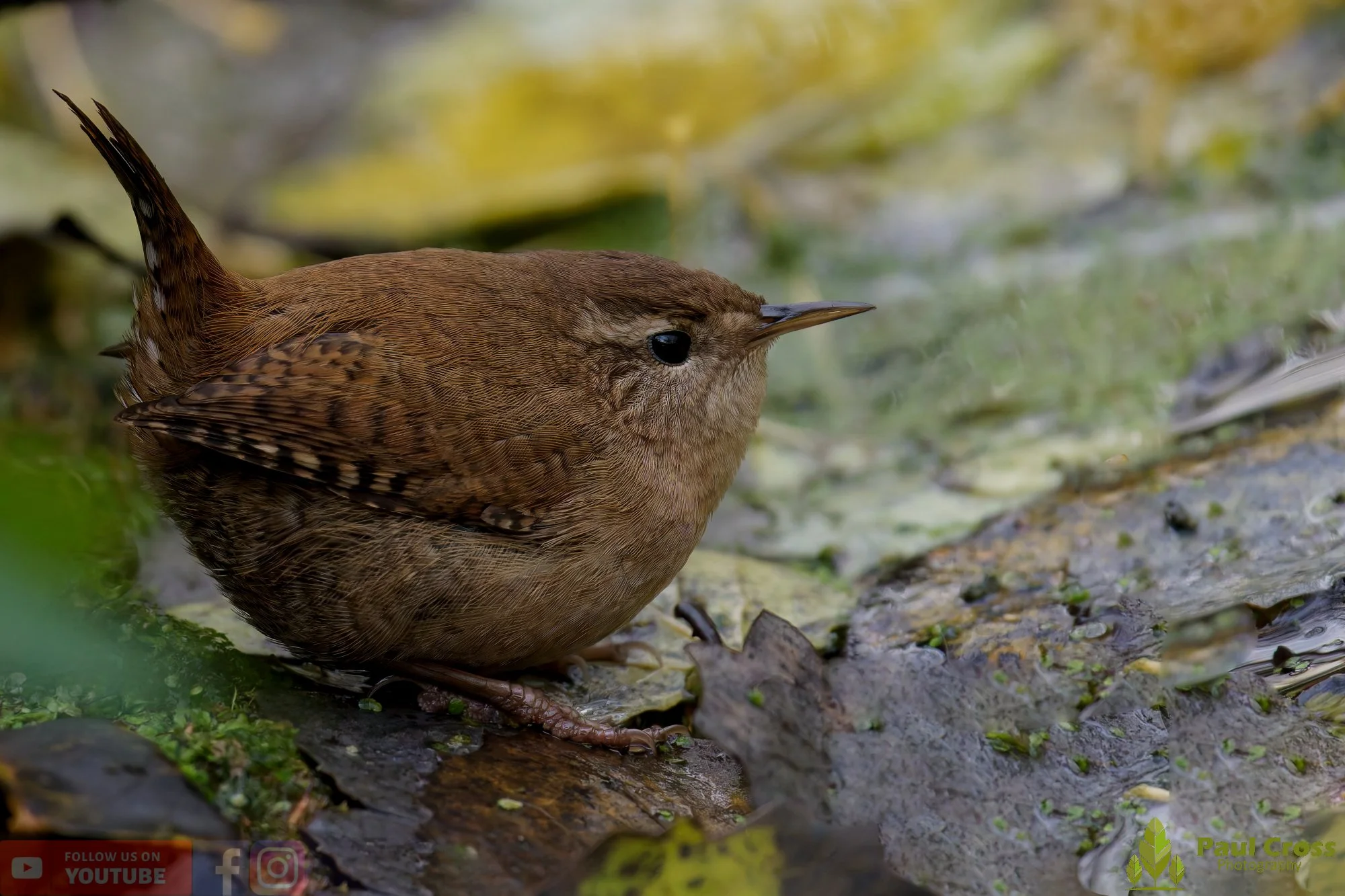 Wren-00391.jpg