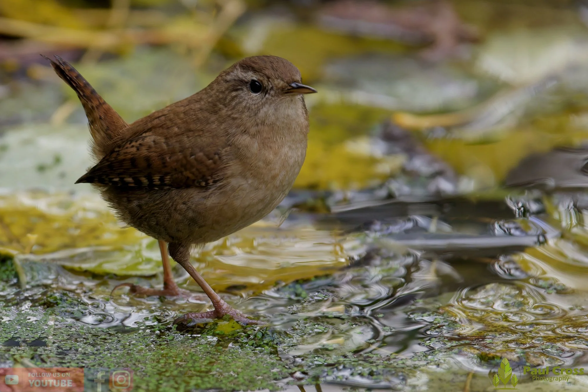 Wren-00392.jpg