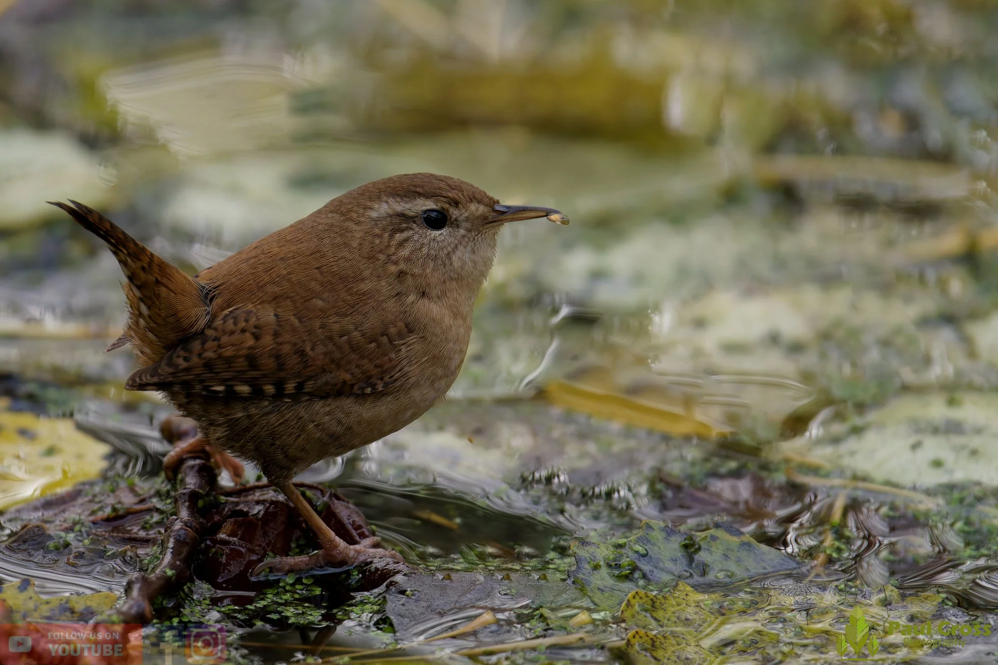 Wren-00394.jpg