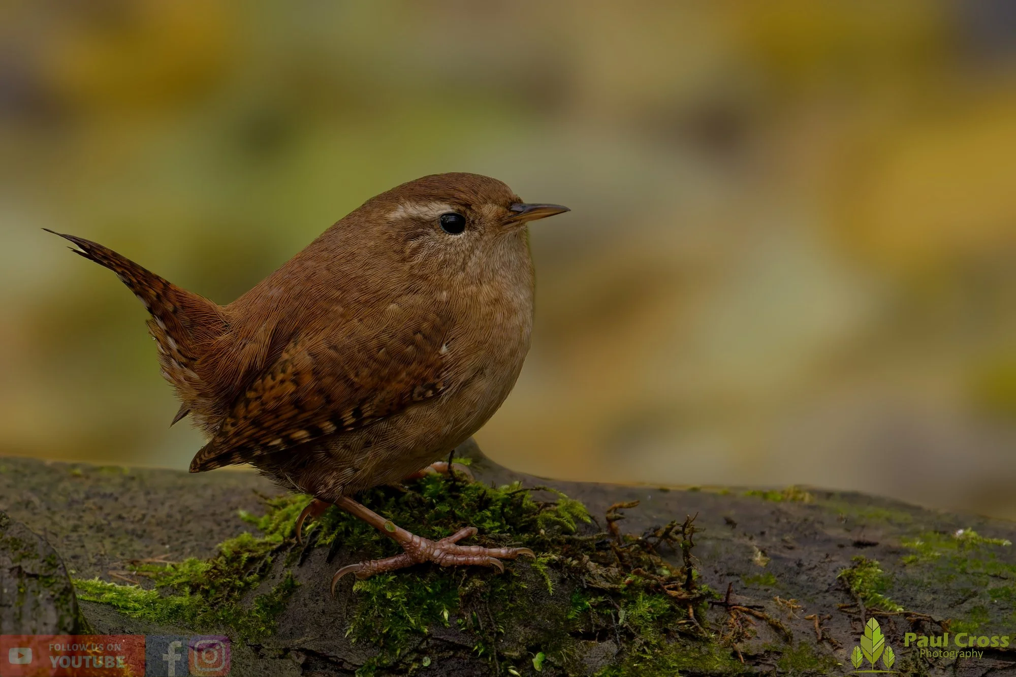 Wren-00397.jpg