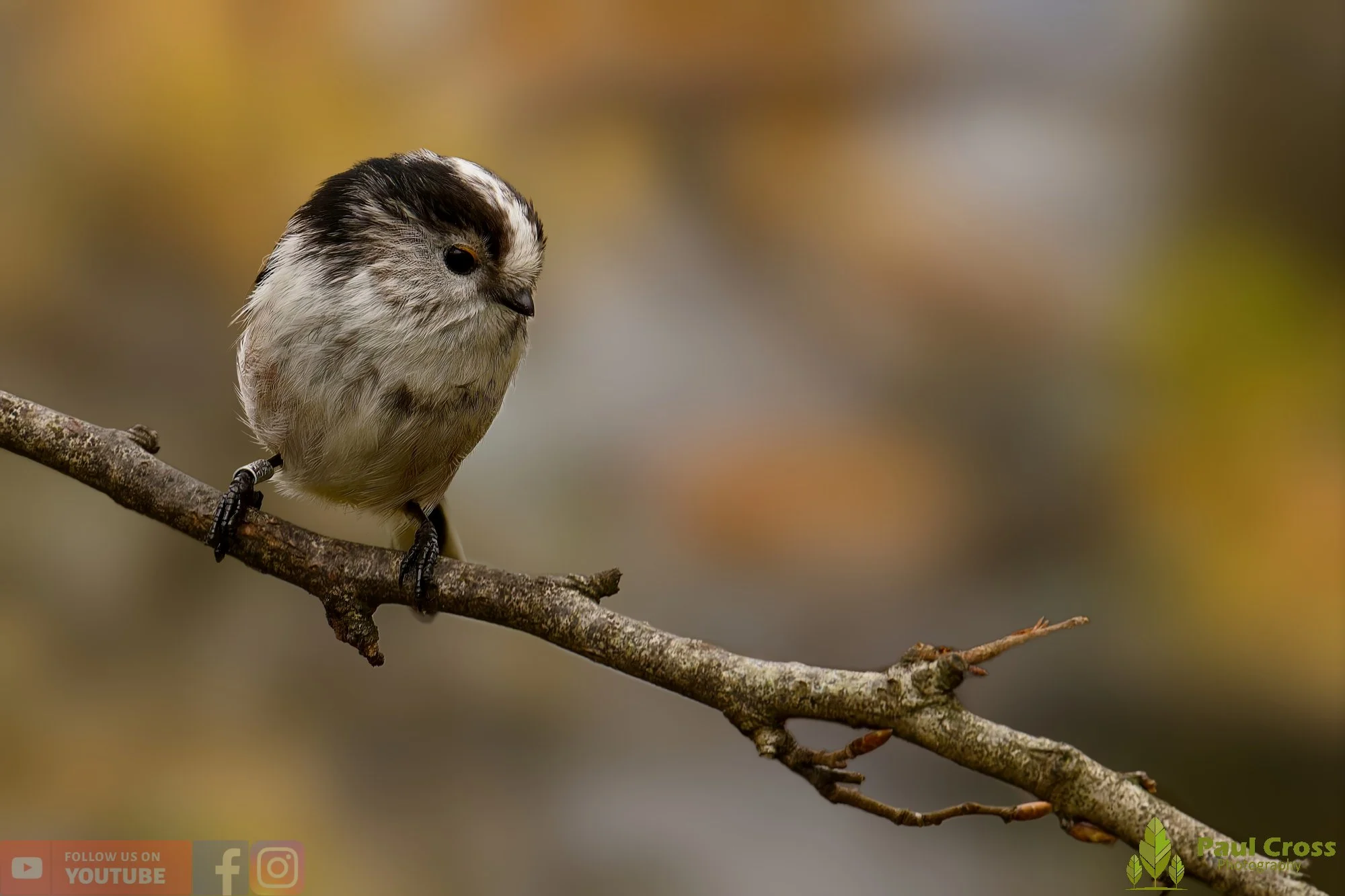 Long Tailed Tit-00310.jpg