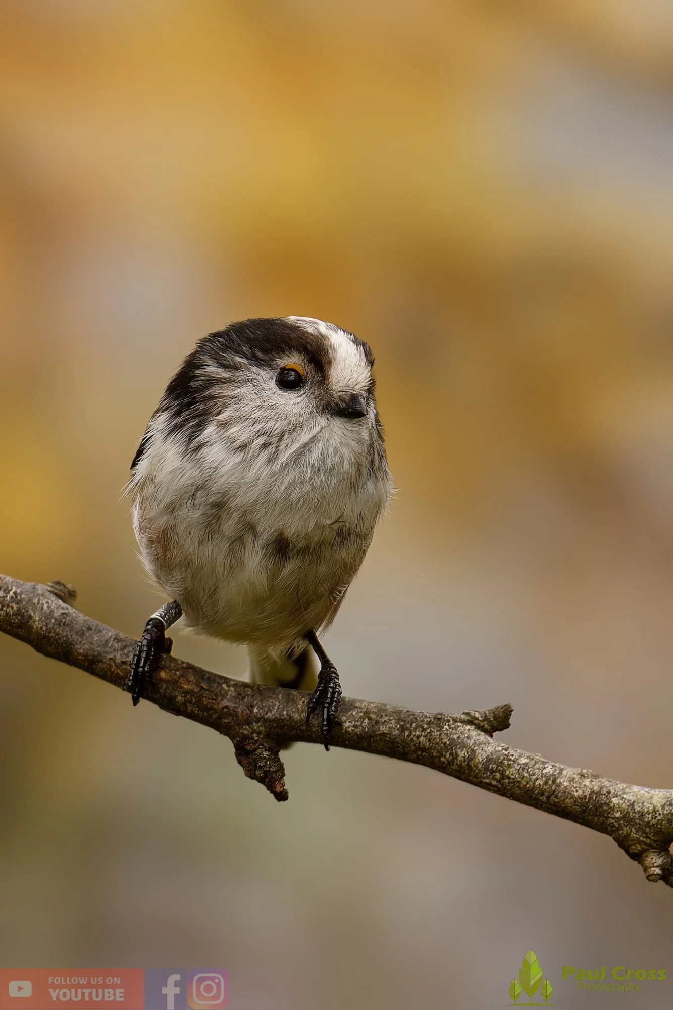 Long Tailed Tit-00311.jpg