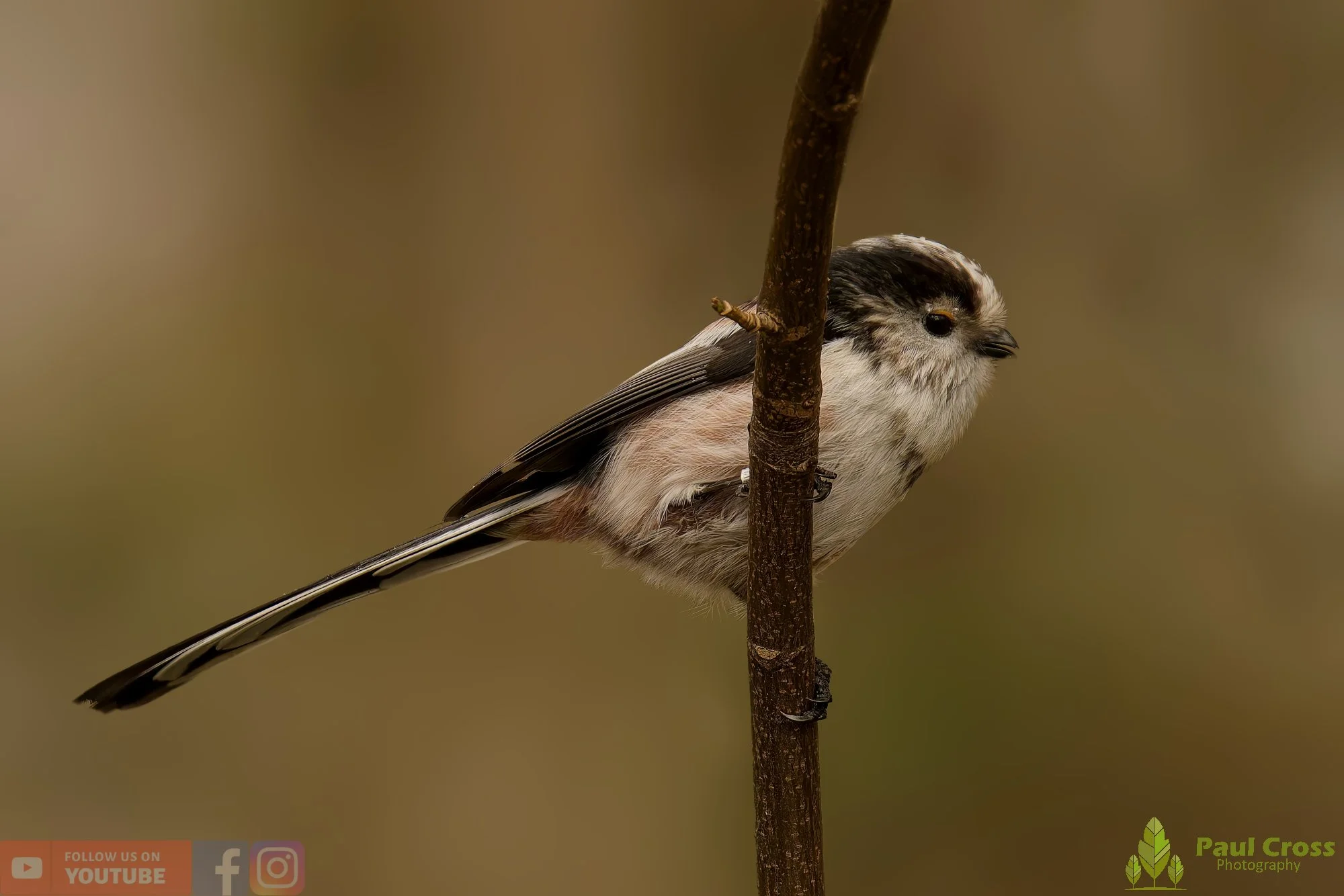 Long Tailed Tit-00316.jpg