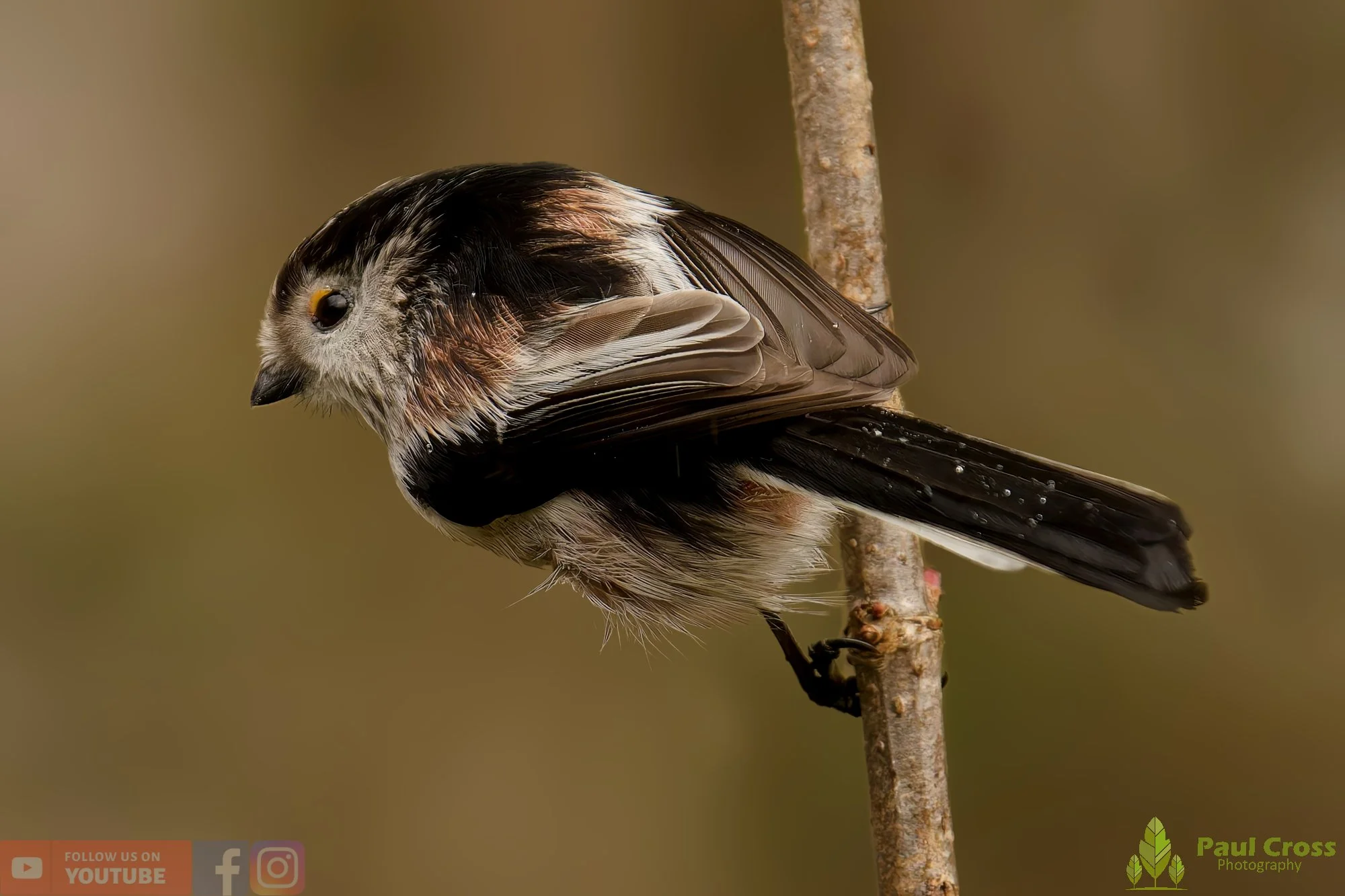 Long Tailed Tit-00317.jpg