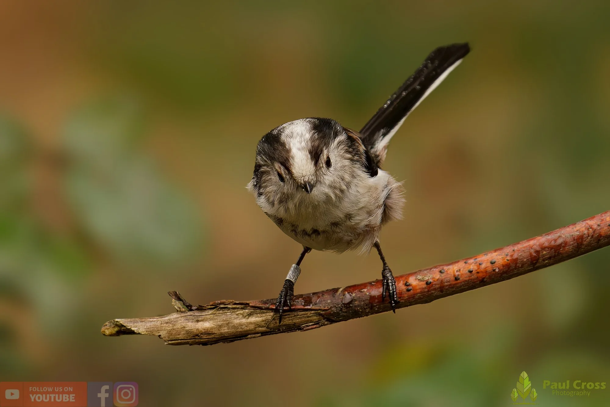 Long Tailed Tit-00320.jpg