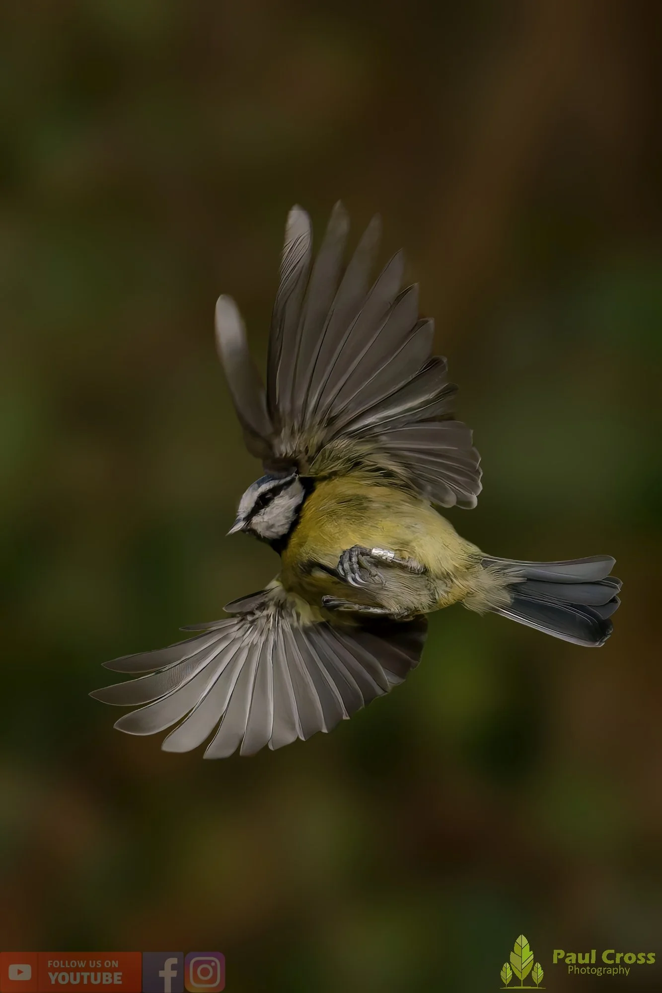 Blue Tit-00987.jpg