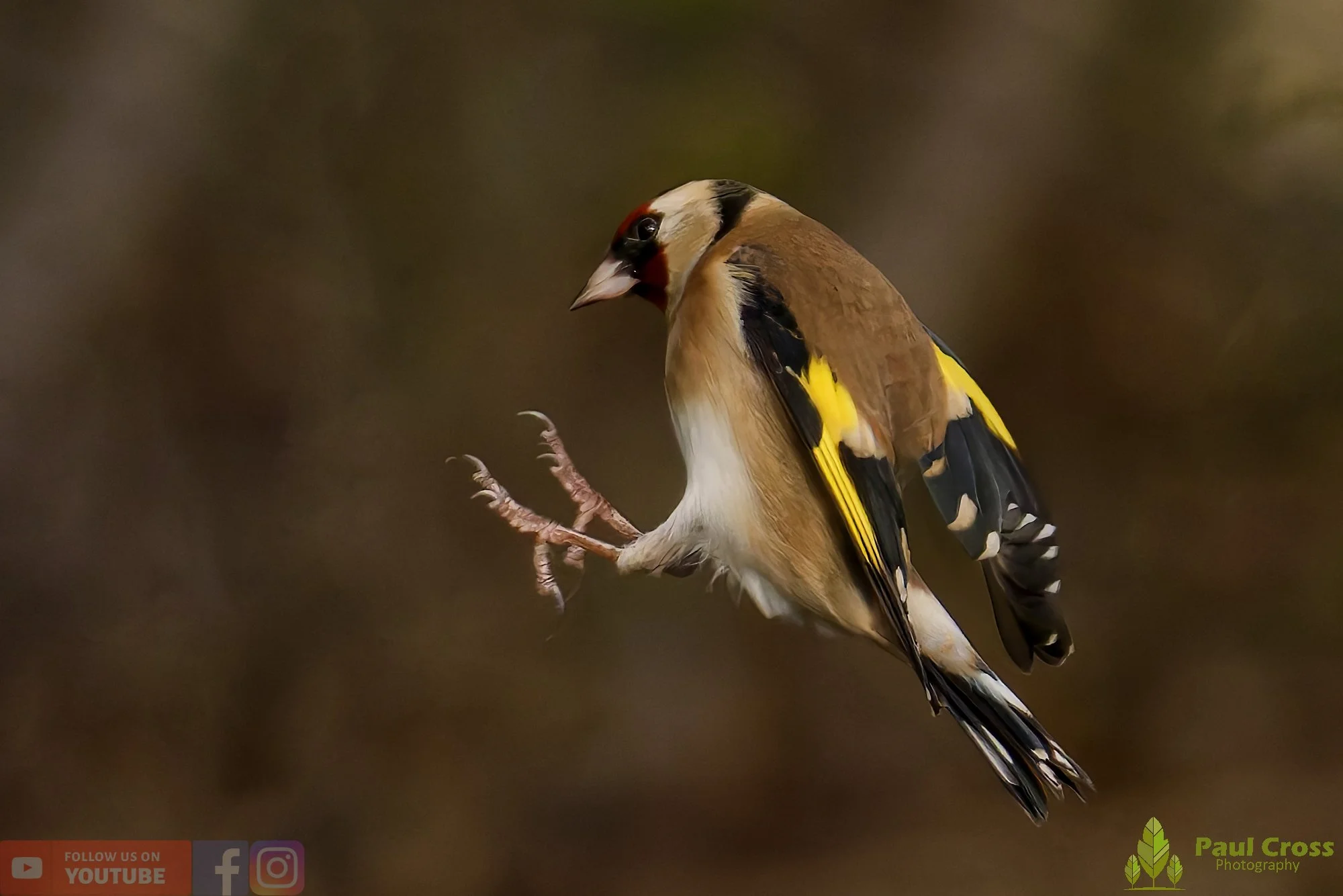 Goldfinch-00250.jpg