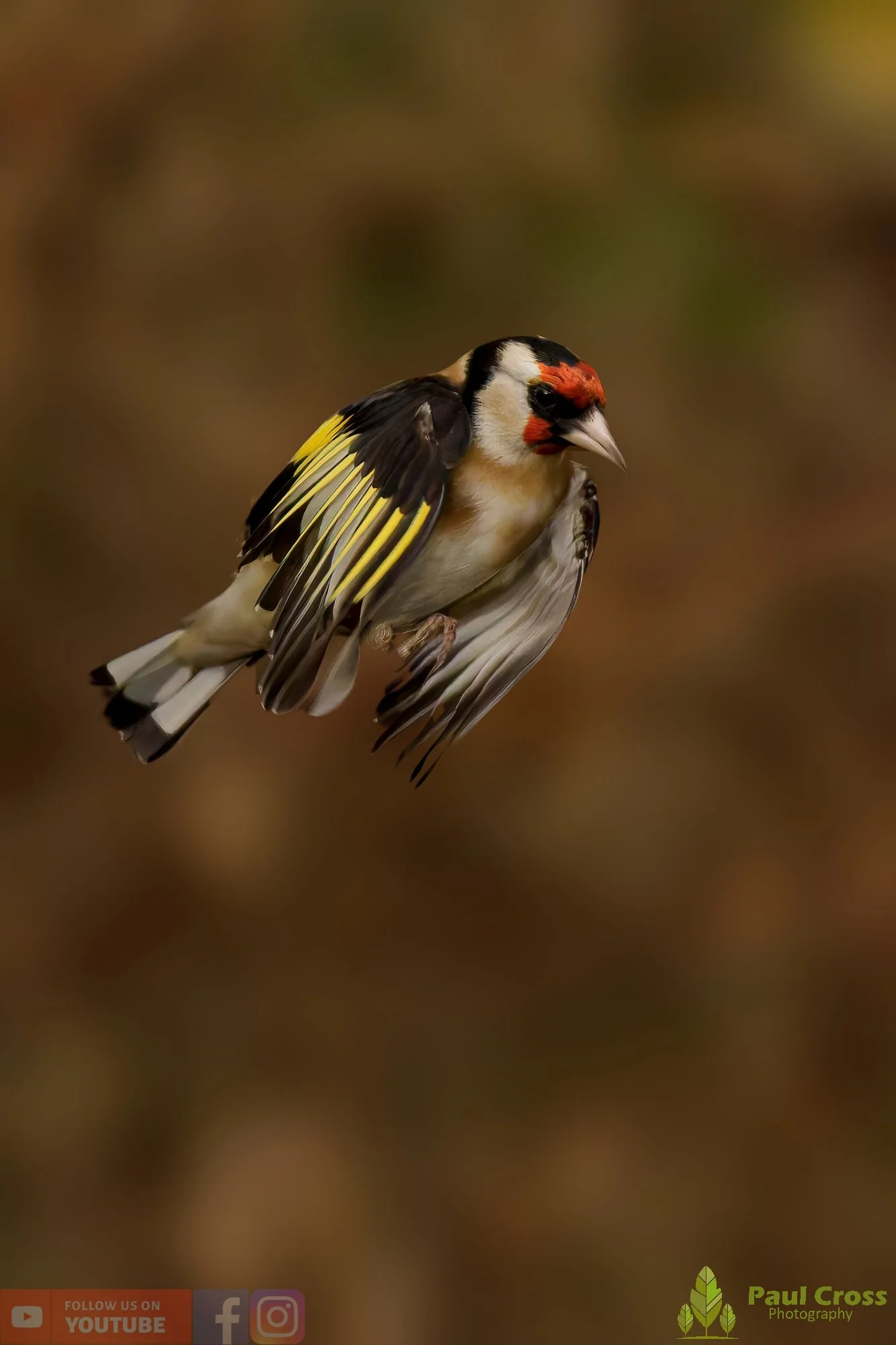 Goldfinch-00254.jpg