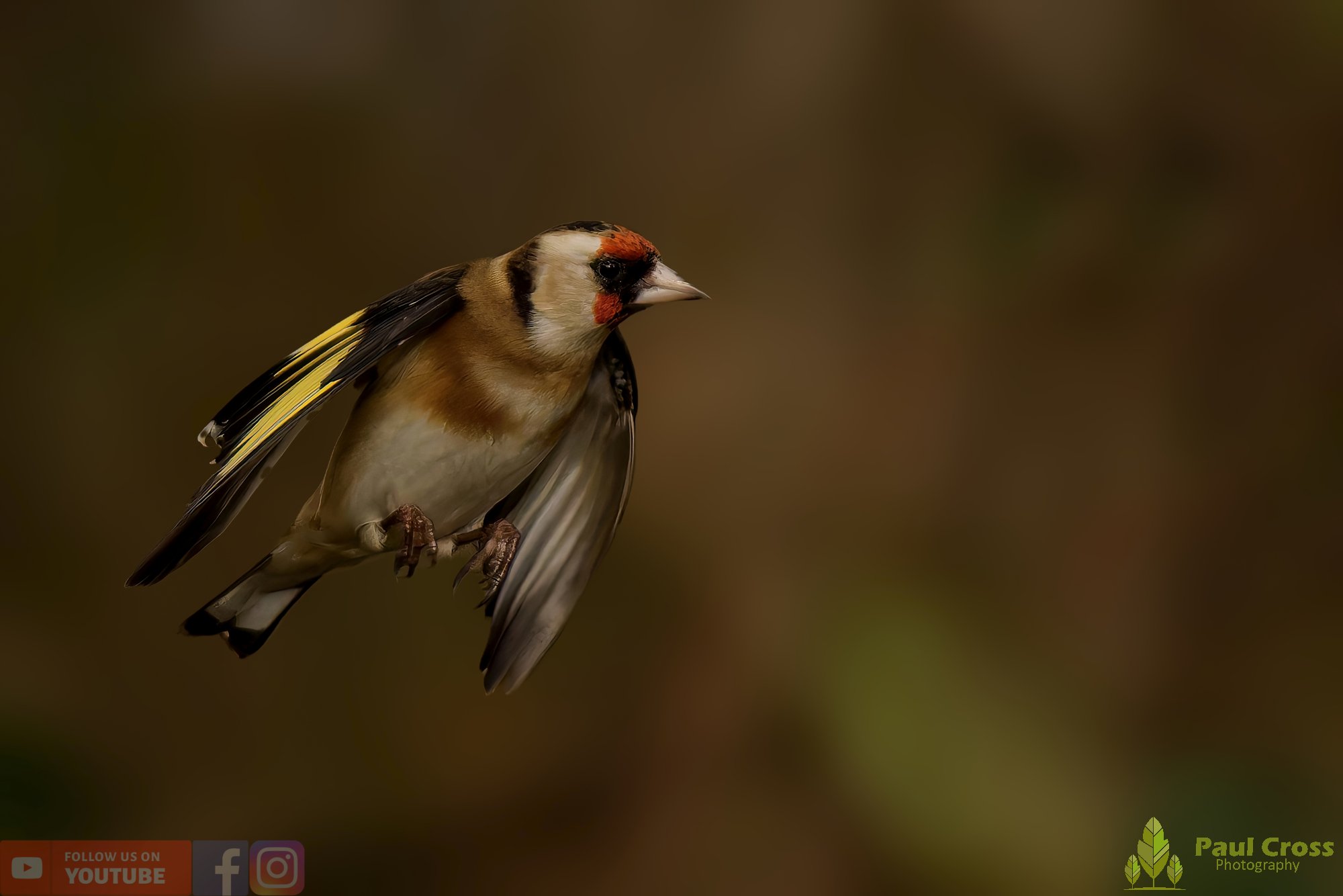 Goldfinch-00255.jpg