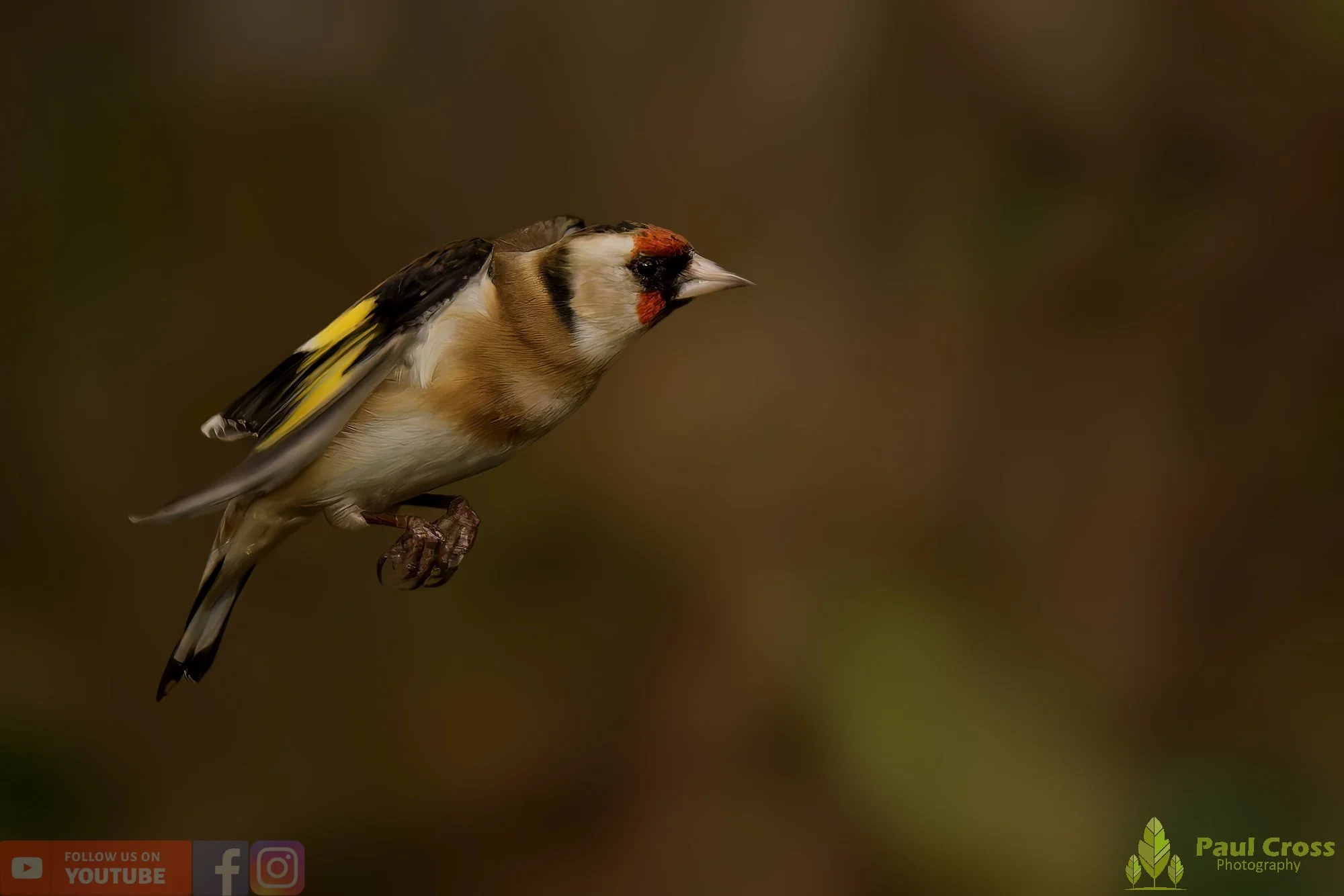 Goldfinch-00256.jpg