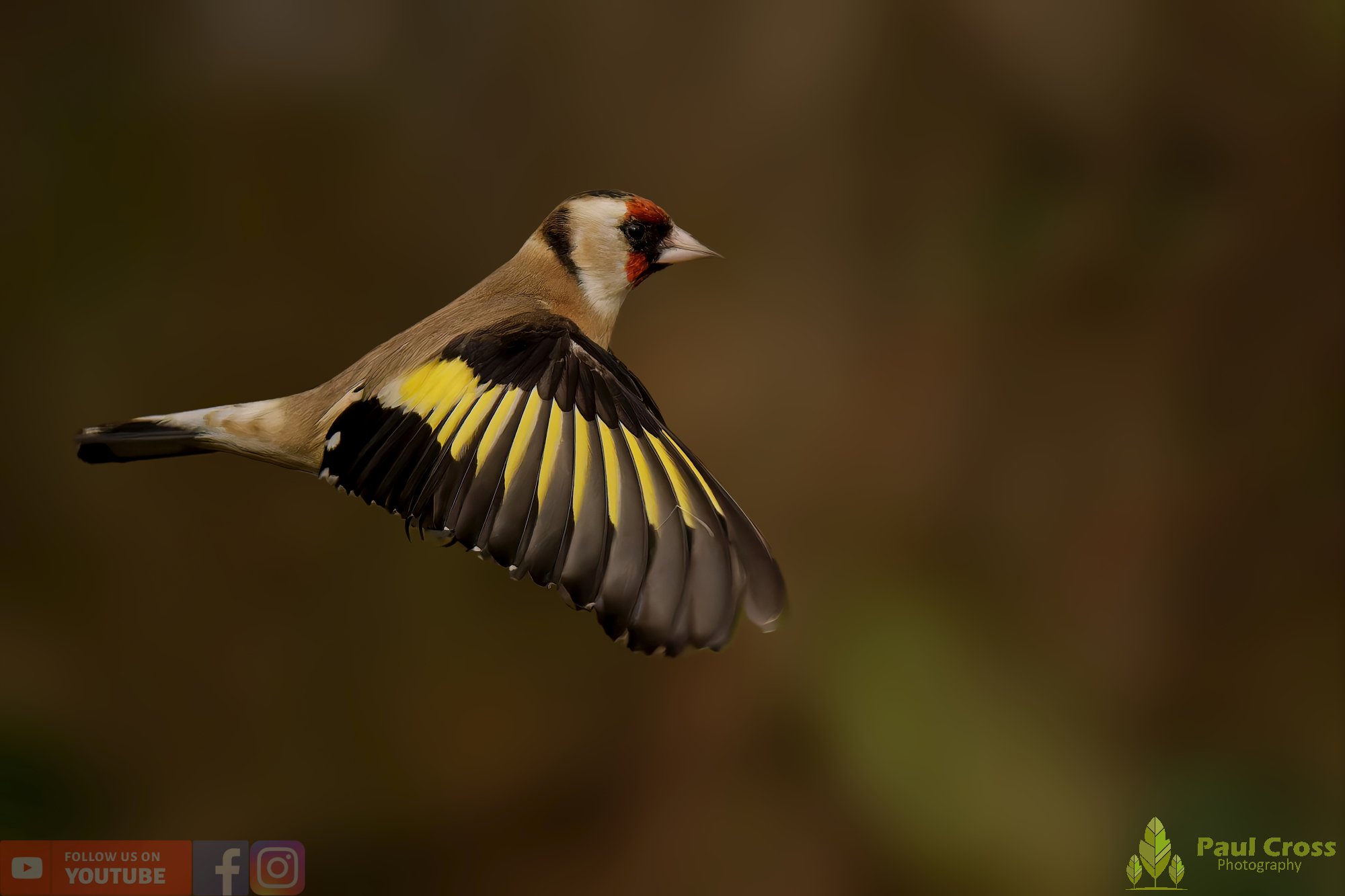 Goldfinch-00257.jpg