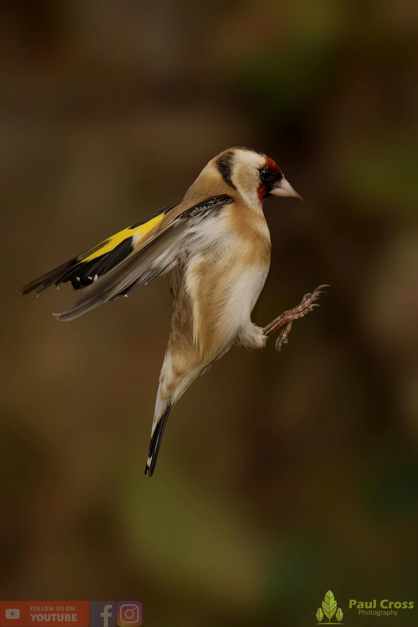 Goldfinch-00258.jpg