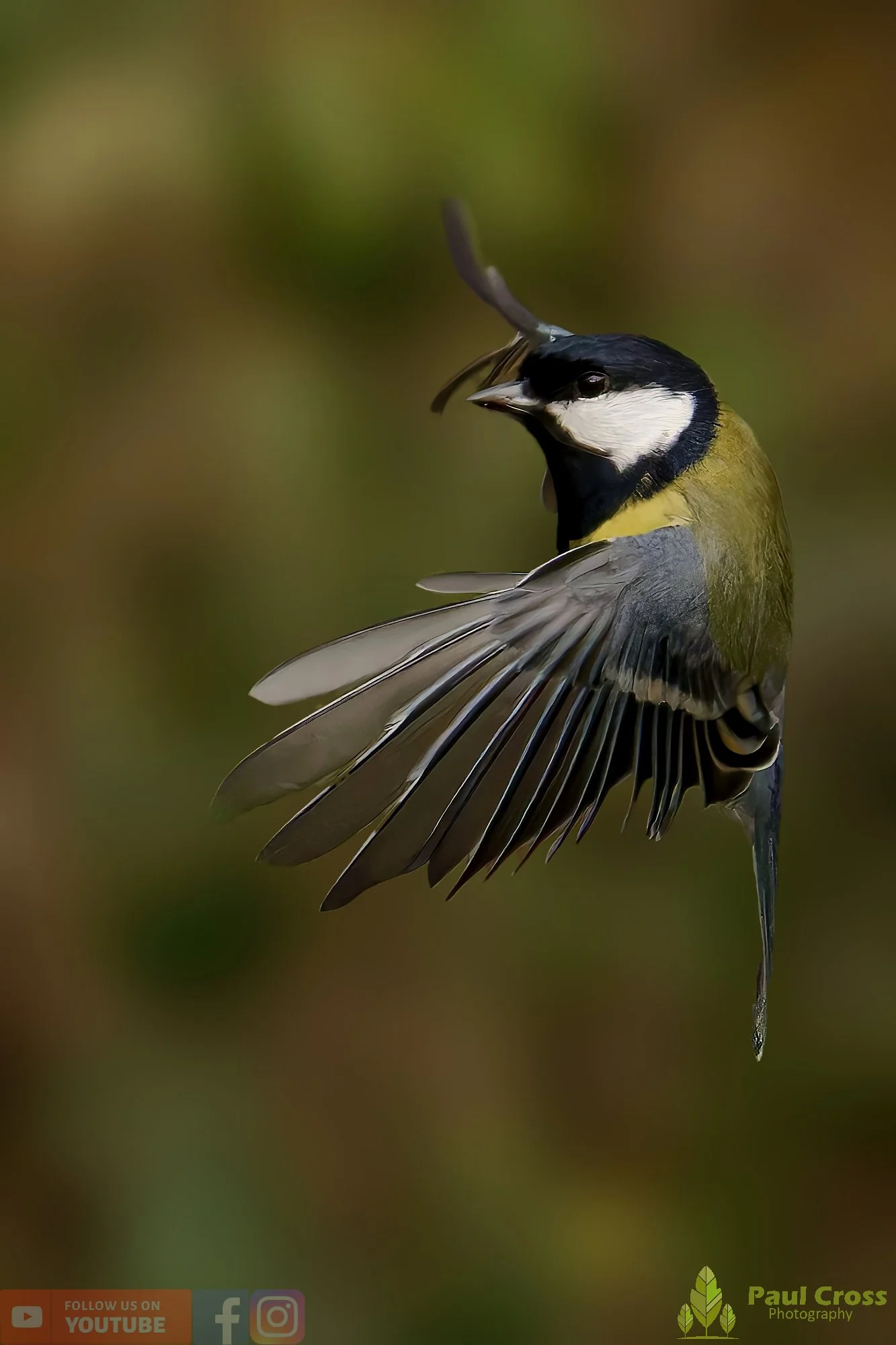 Great Tit-00306.jpg