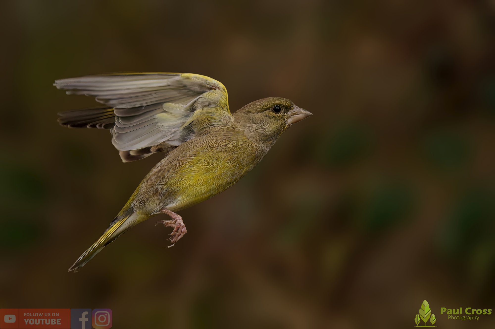Greenfinch-00095.jpg