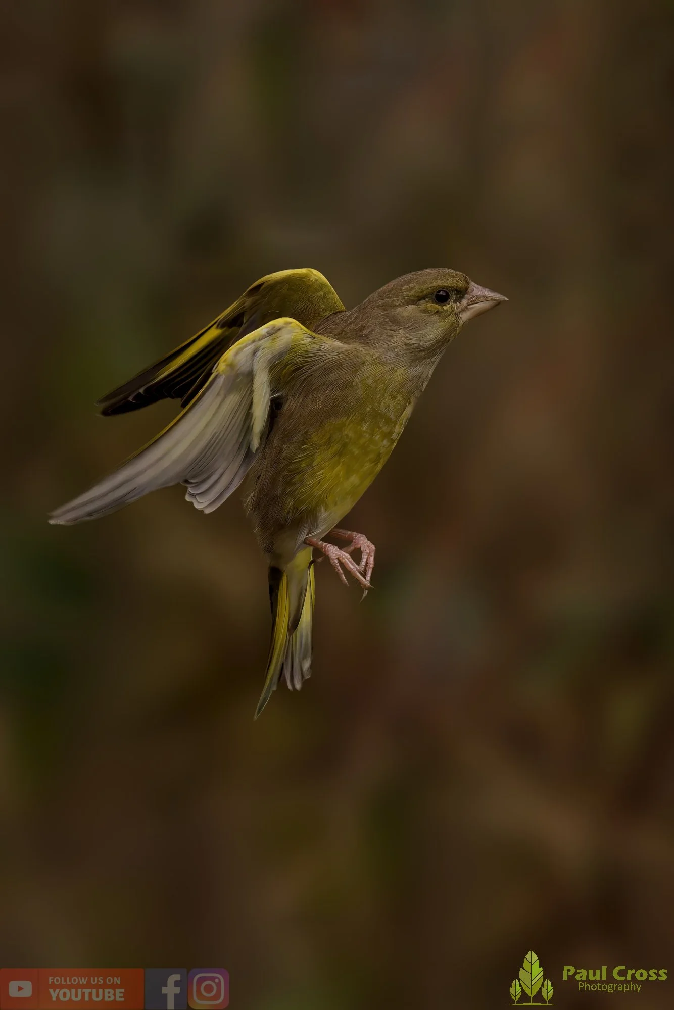Greenfinch-00096.jpg