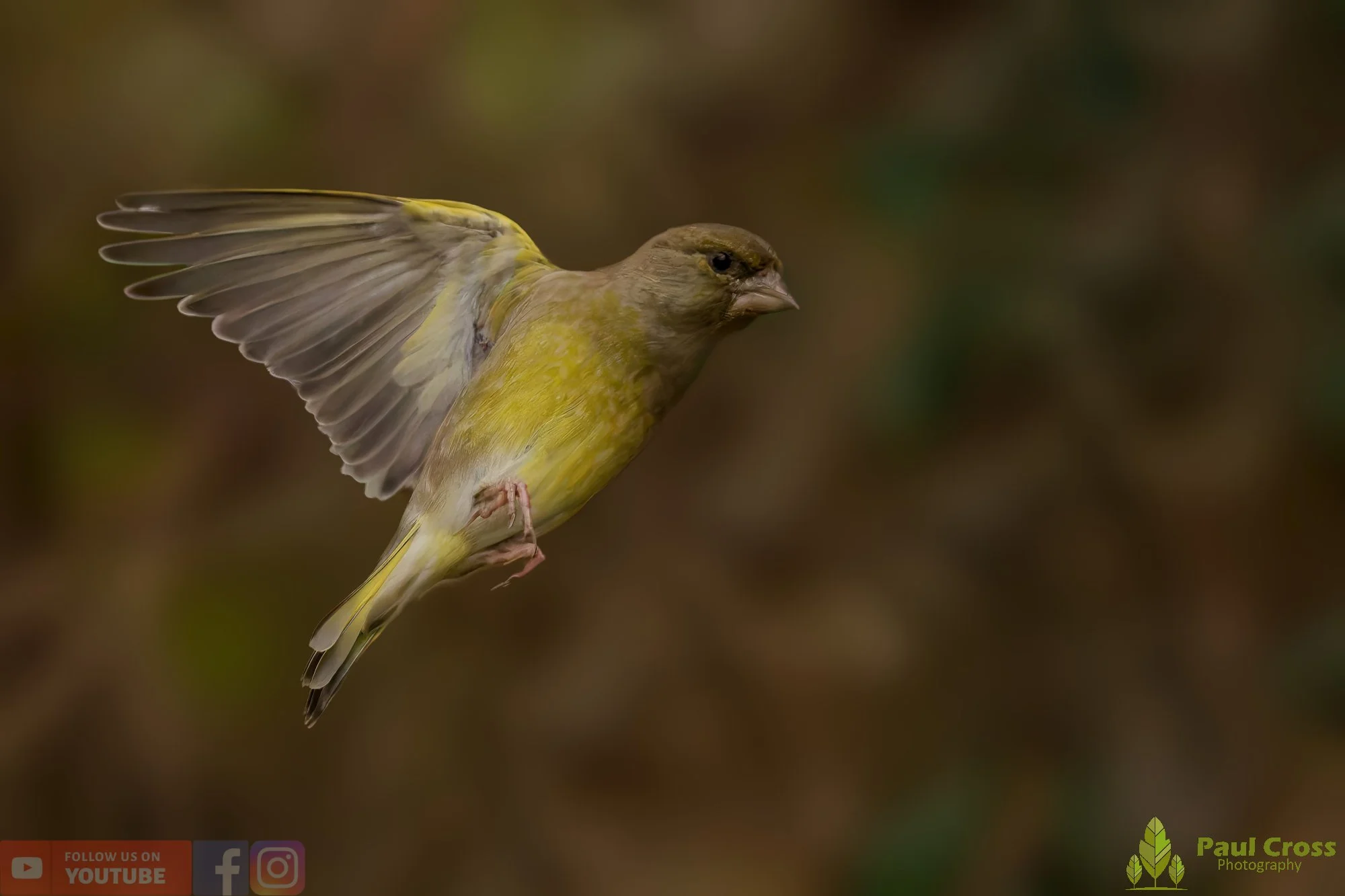 Greenfinch-00097.jpg