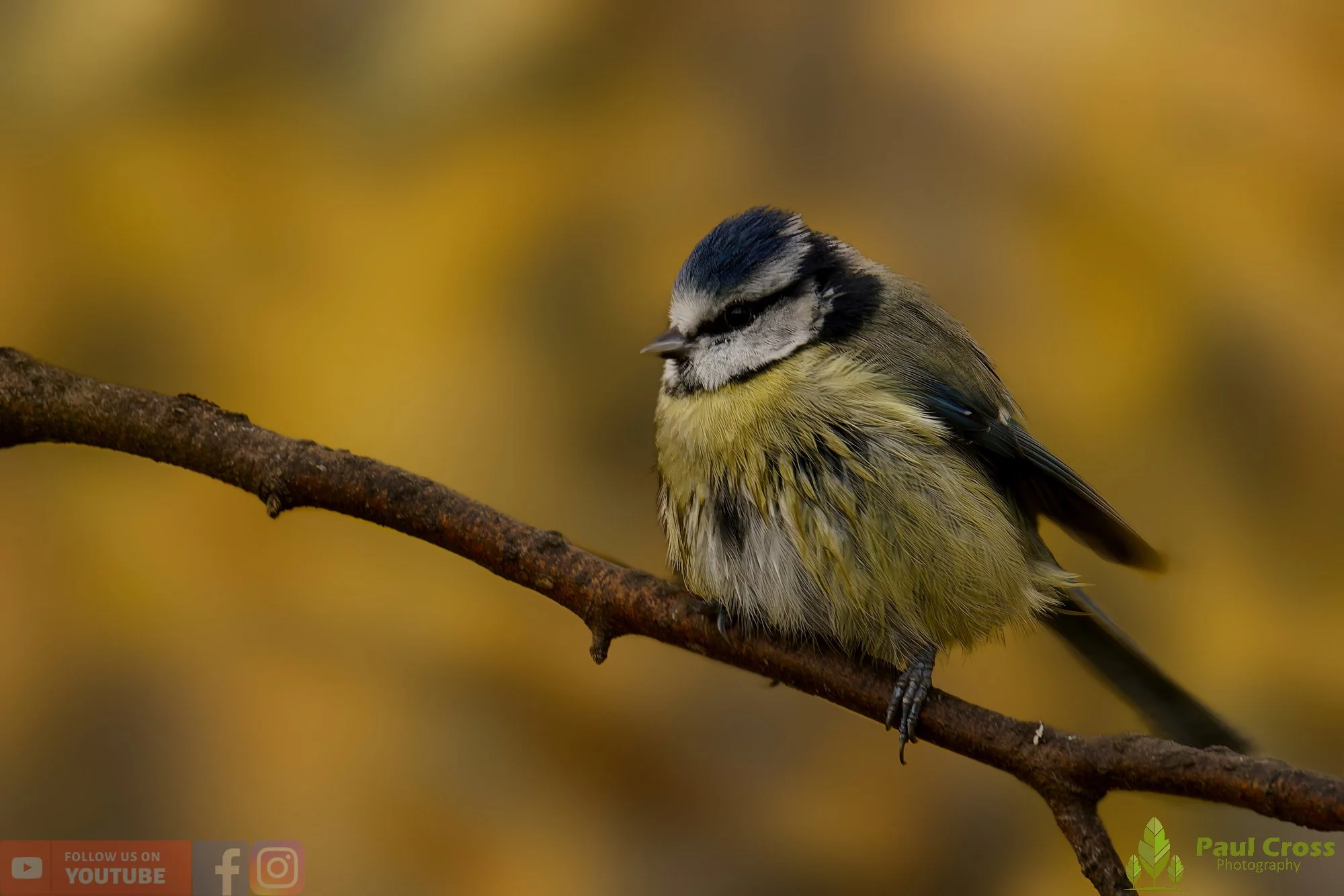 Blue Tit-00980.jpg