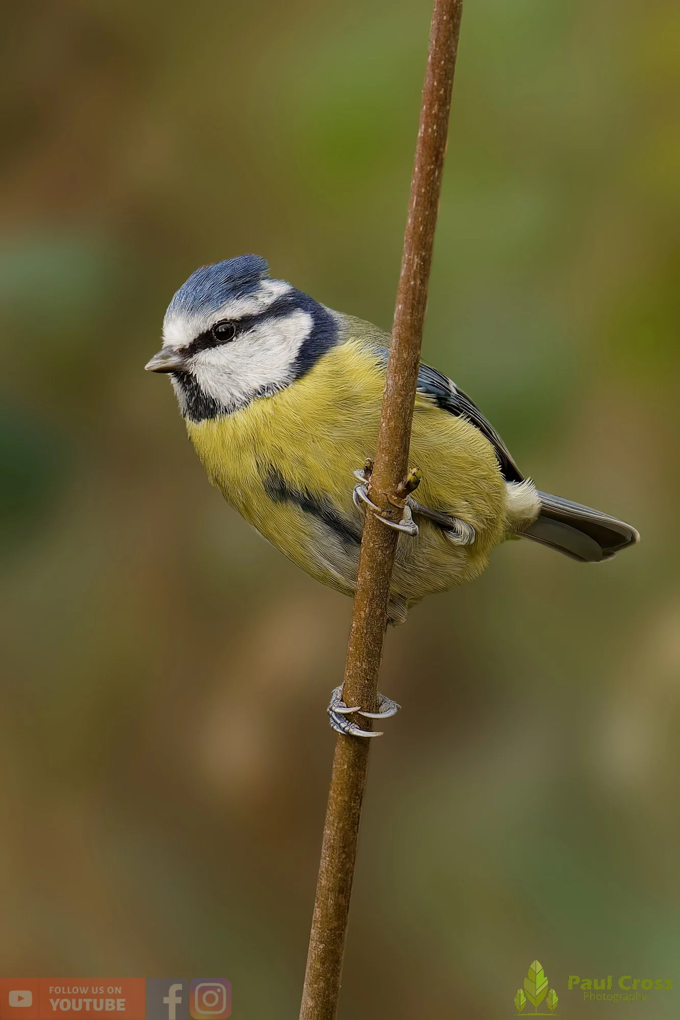 Blue Tit-00985.jpg