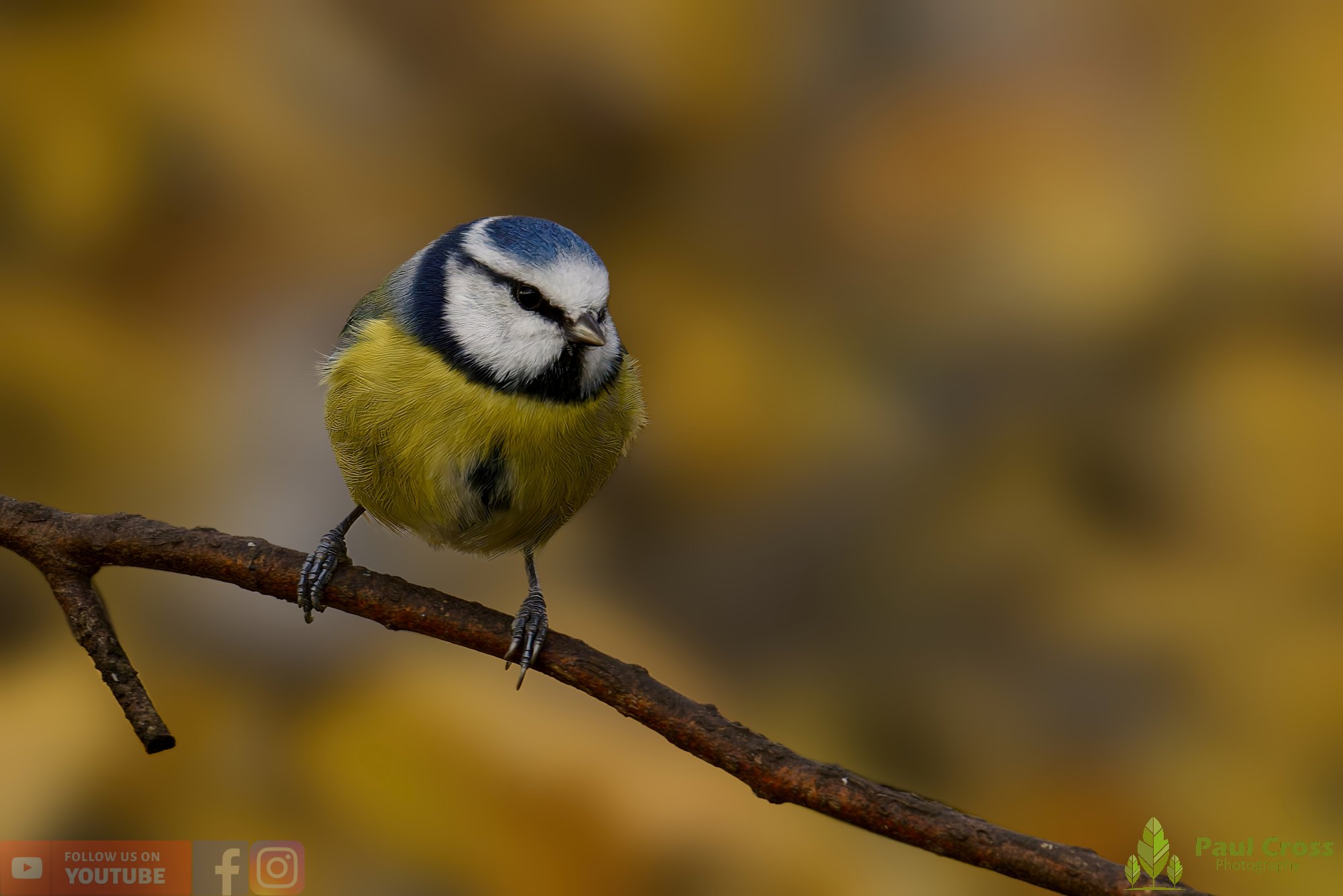 Blue Tit-00986.jpg