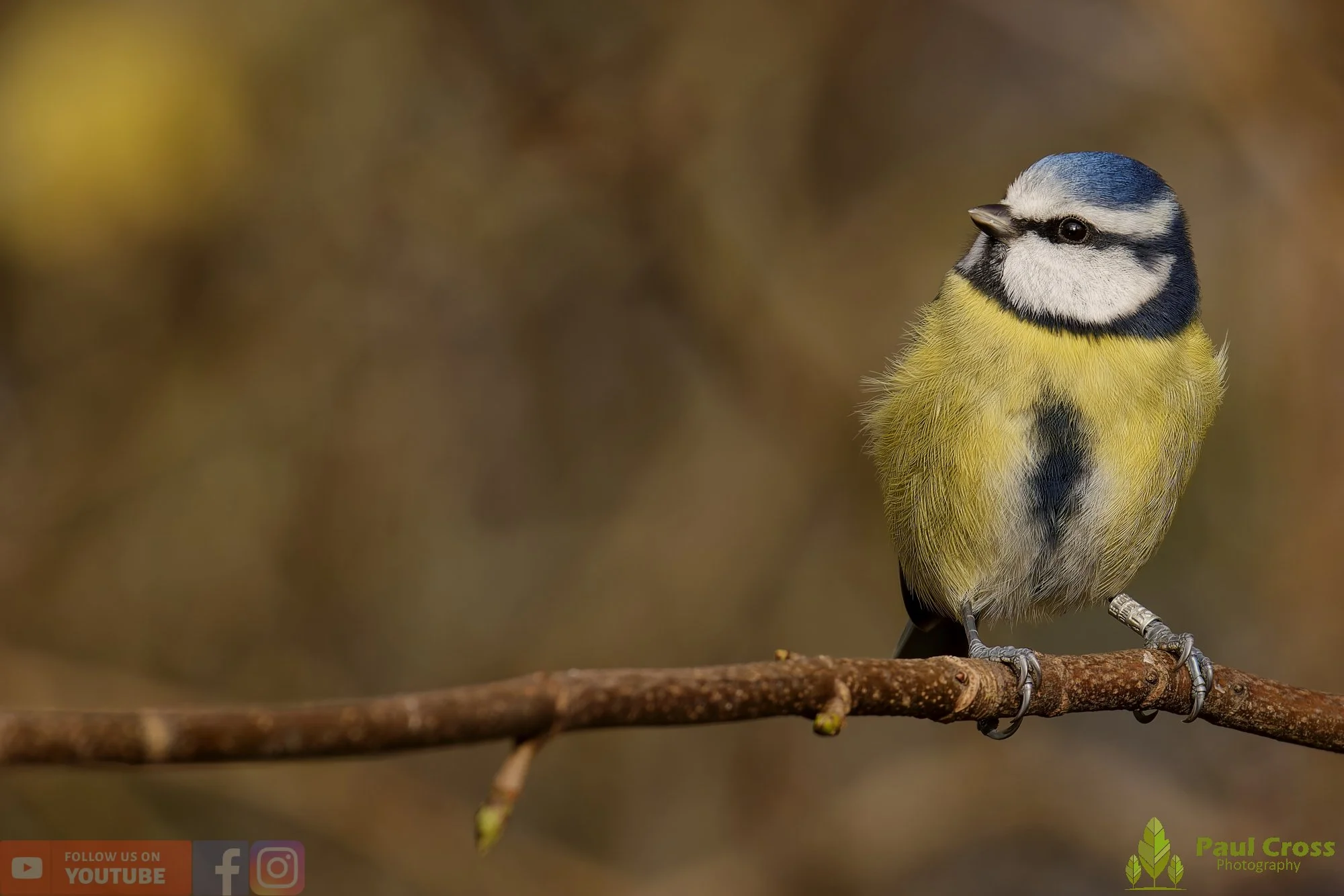Blue Tit-00988.jpg